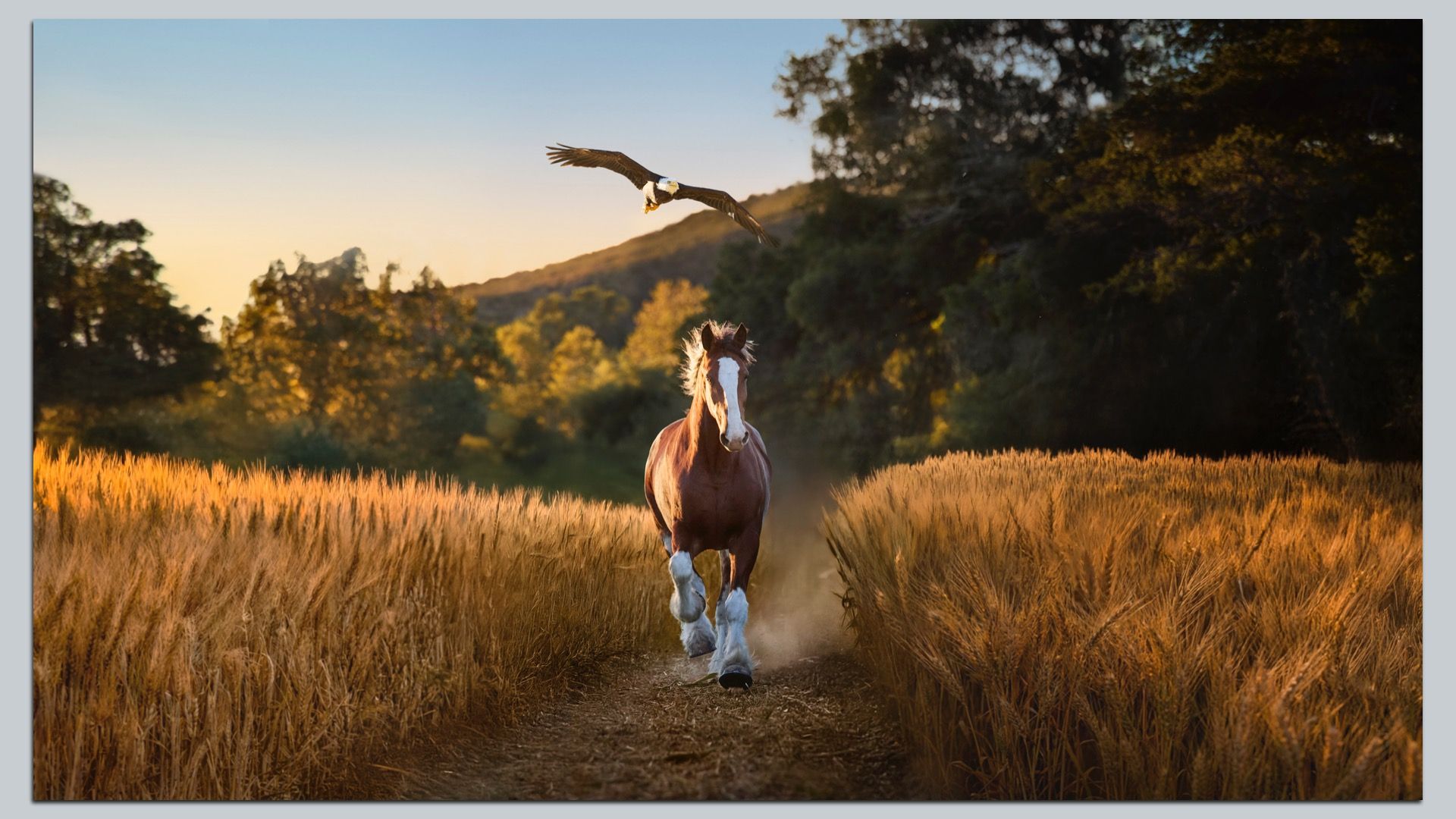 A brown horse with white markings runs down a dirt path between golden wheat fields at sunset while a bird flies low overhead with wings spread wide.