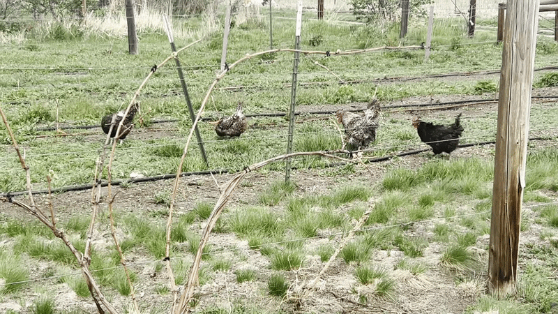 Mother cluckers at Douglas County's orchard.