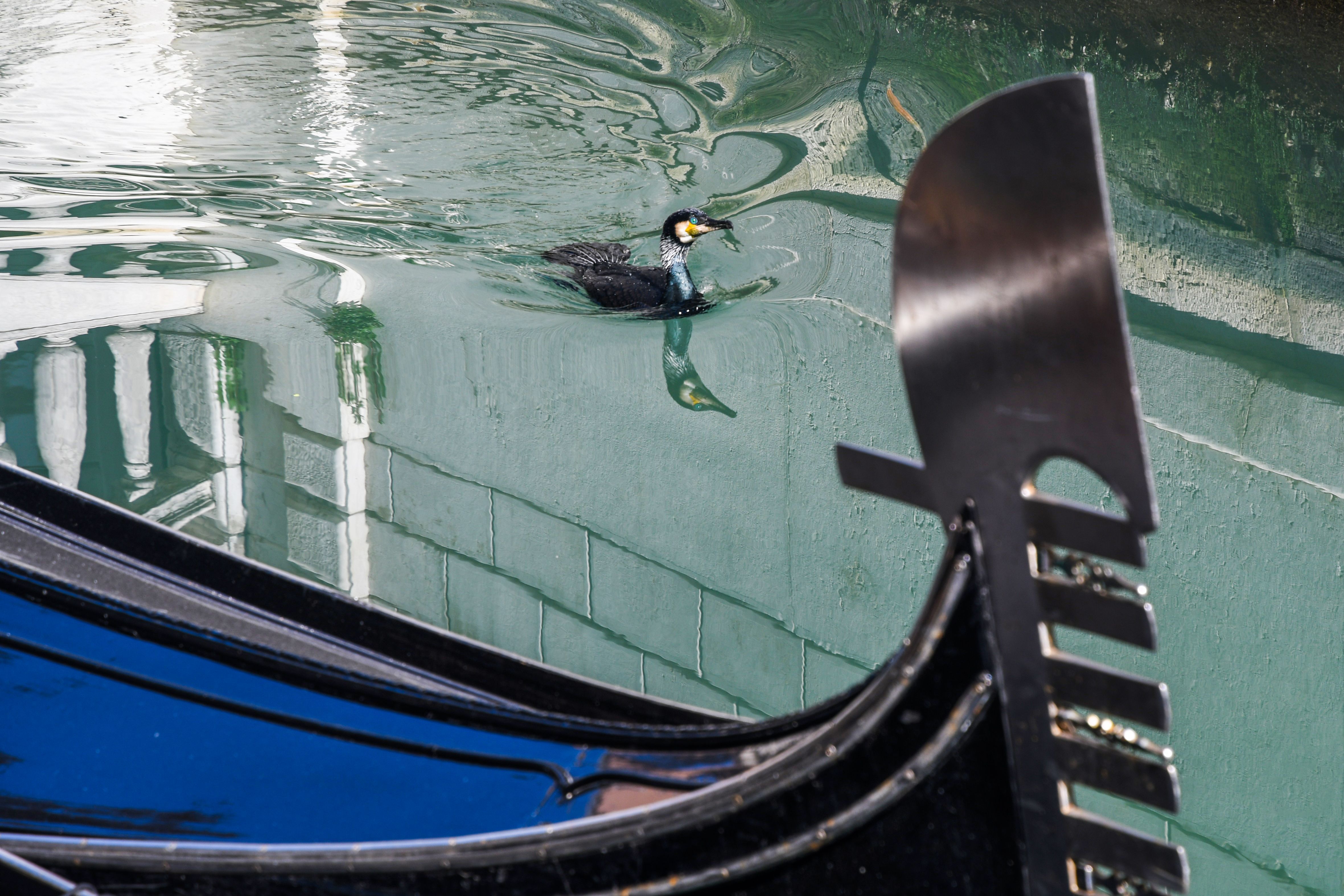 A seabird on clearer waters in a Venice canal, March 17.