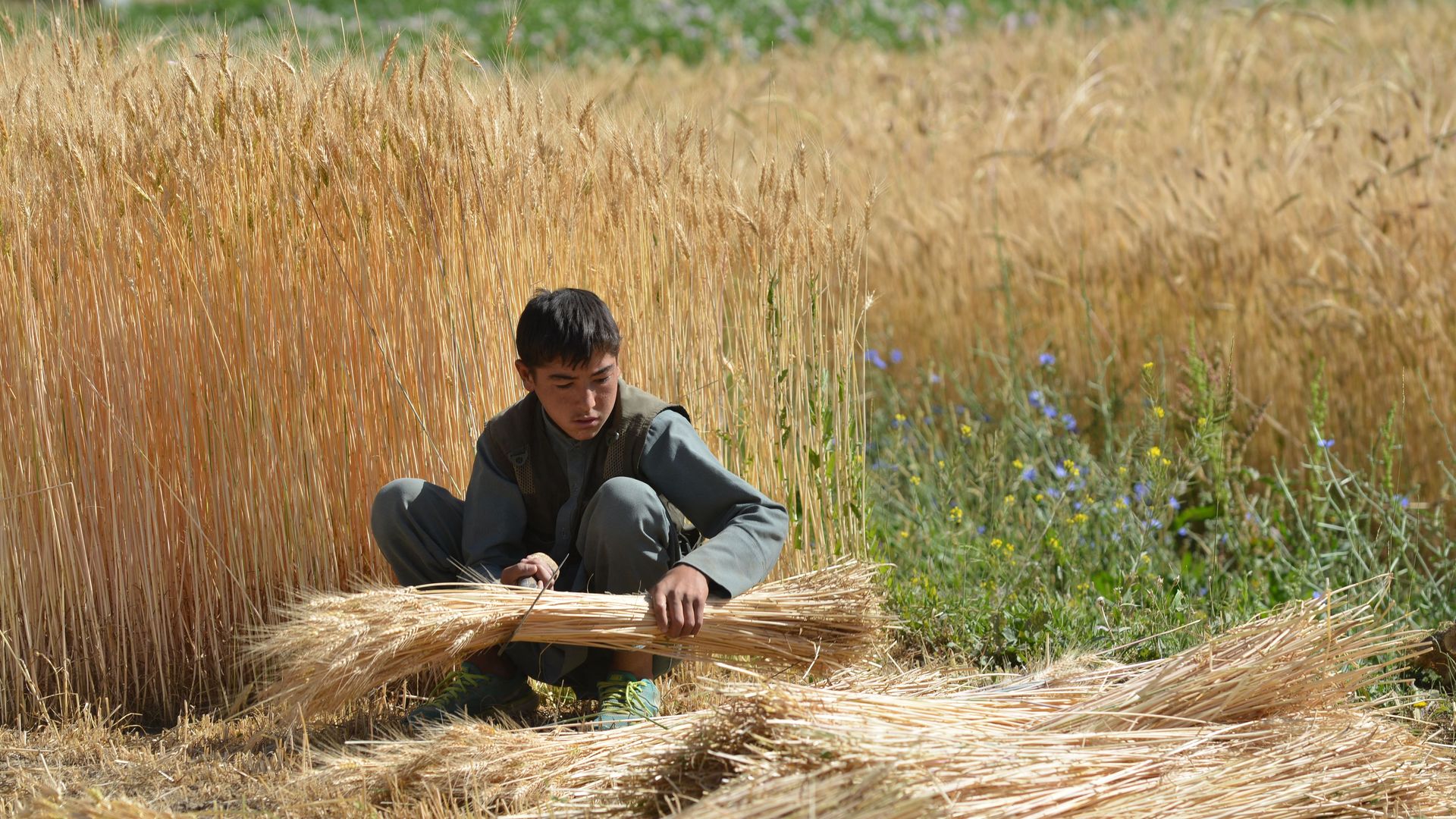 A person harvesting a wheat field in Bamiyan province in July 2022.