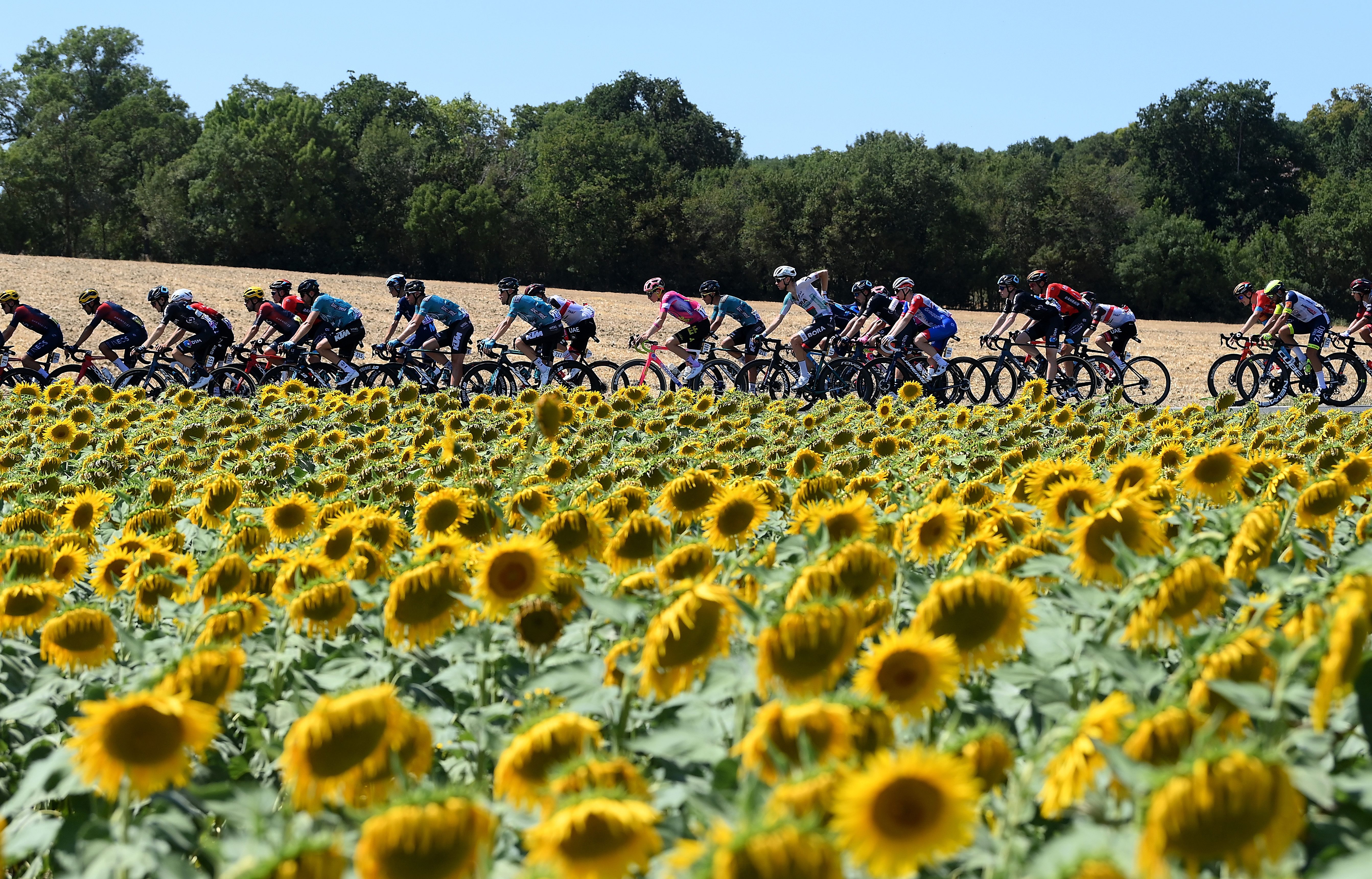 The peloton biking past sunflowers