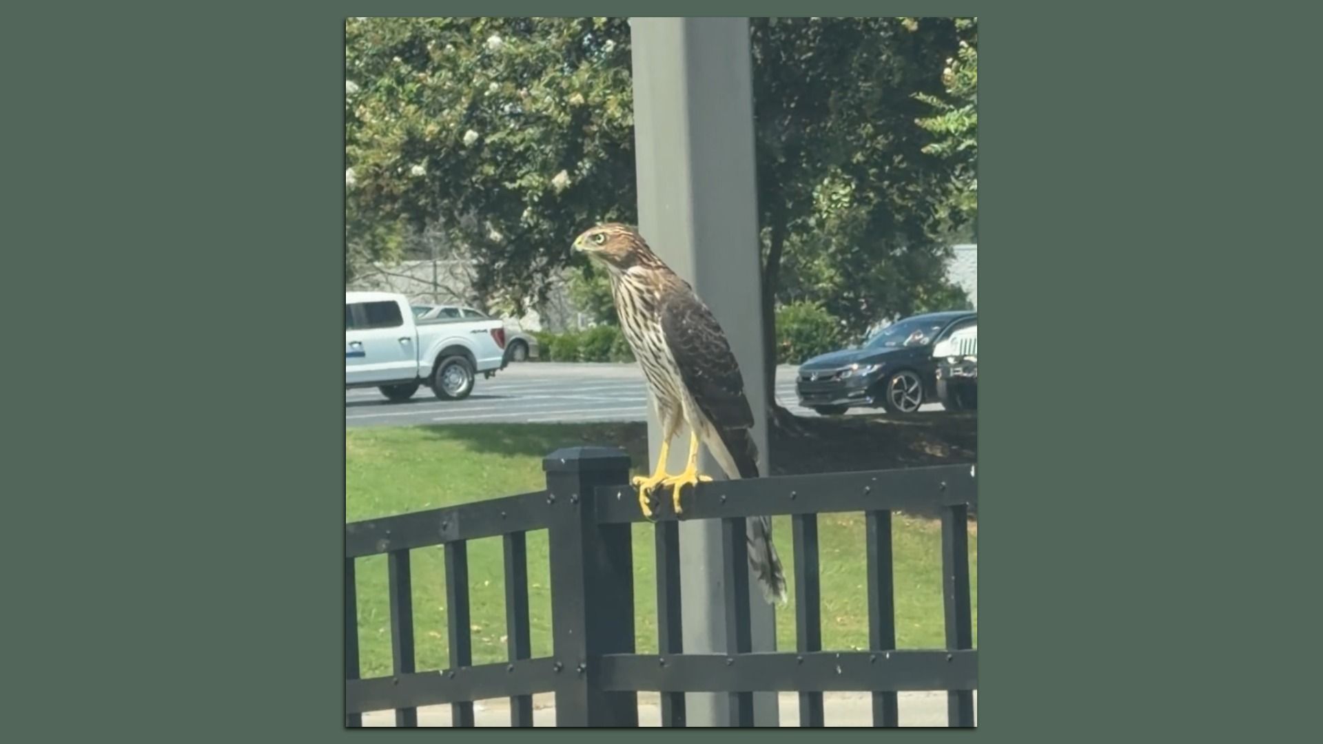 A large hawk with a brown streaked chest and yellow legs perches on a black metal fence beside a gray pole in a parking lot, with green trees and parked cars in the background.