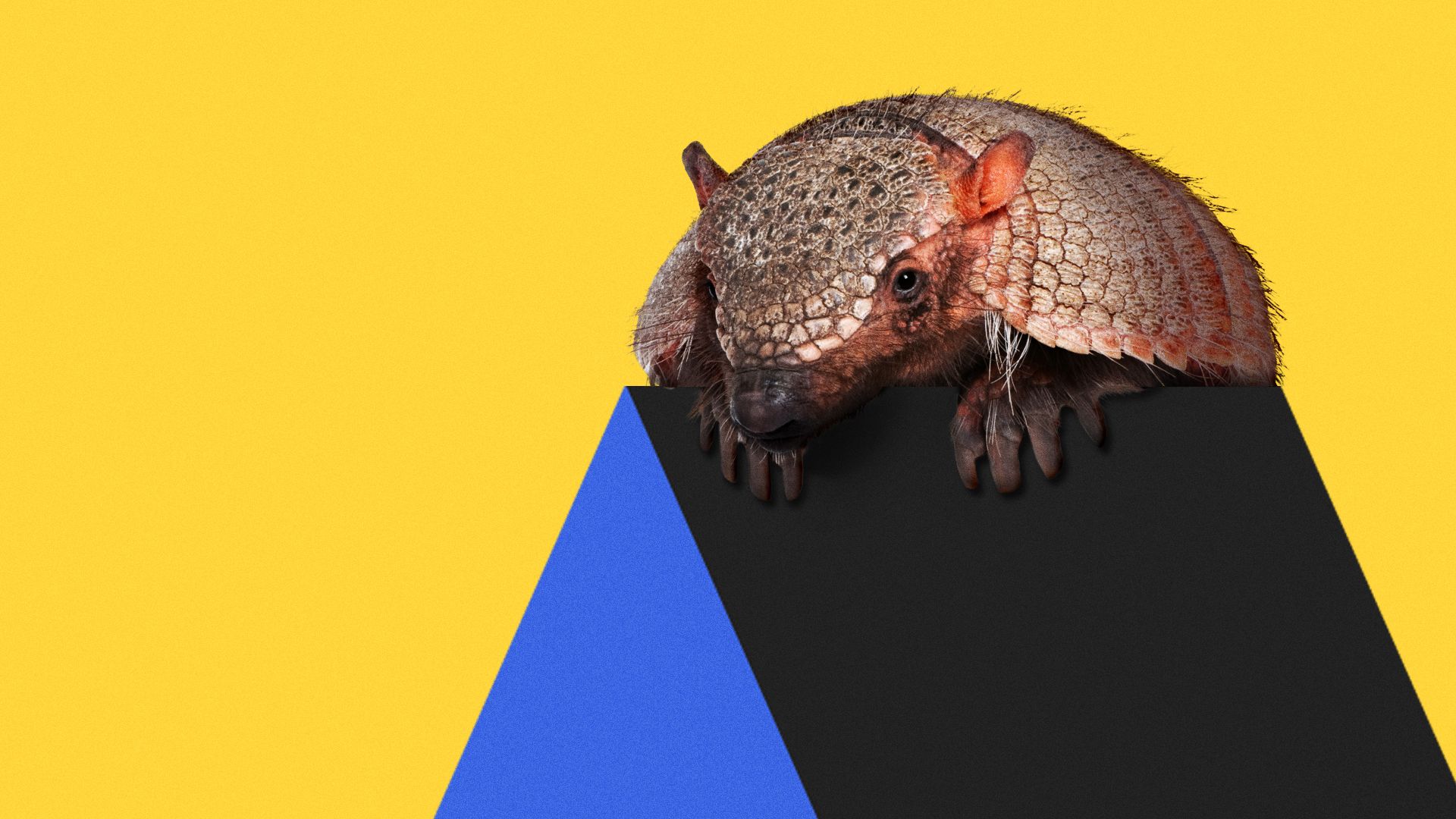 Illustration of an armadillo peeking over the top of a large Axios logo. 