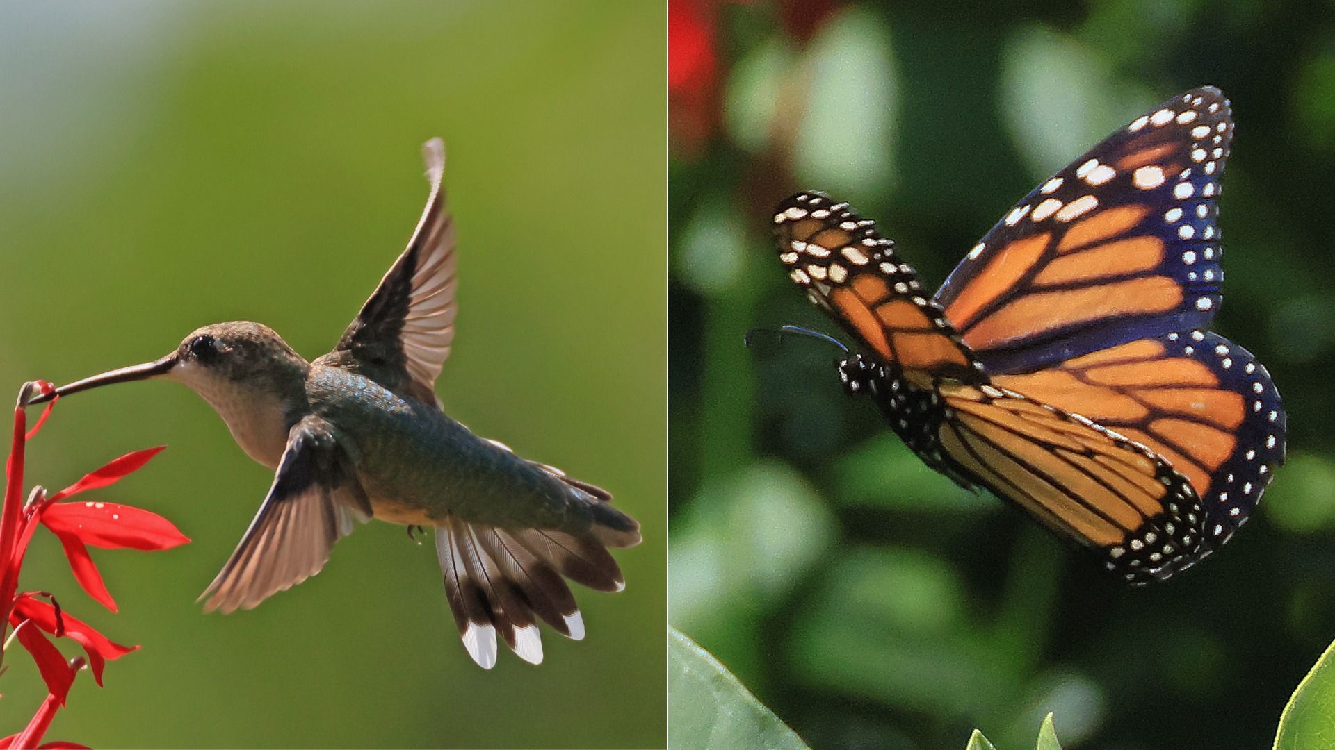 Image show a ruby-throated hummingbird and a monarch butterfly.