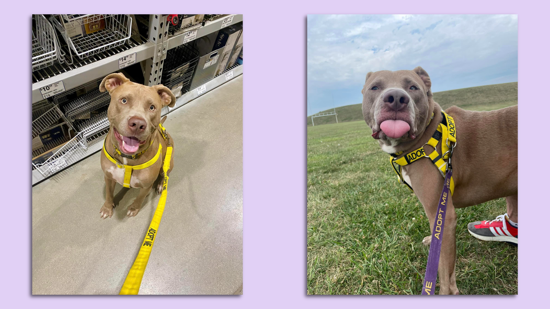 A smiling dog and a dog sticking its tongue out on a purple background
