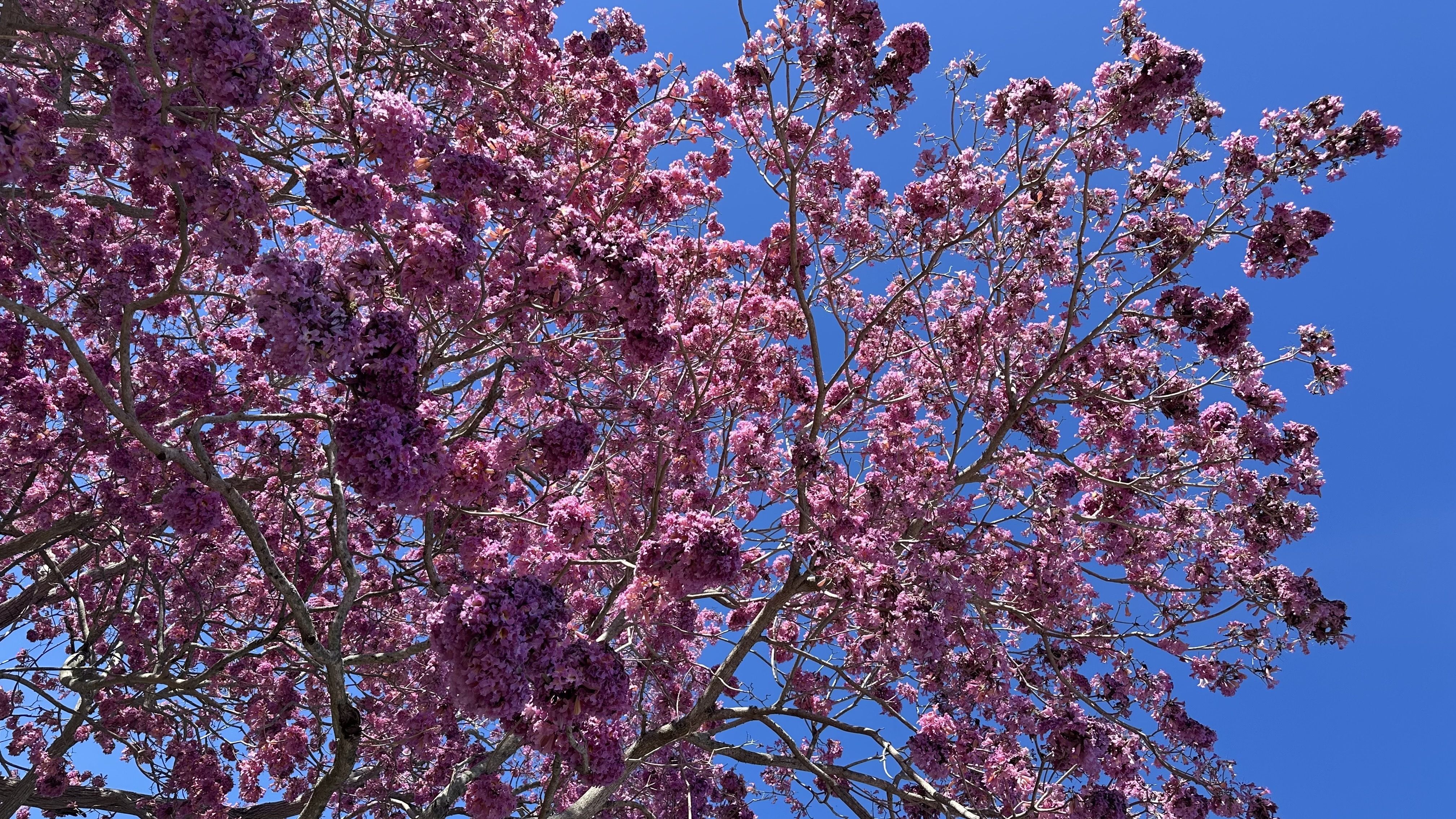 A close up of the pink trumpet tree's blooming branches
