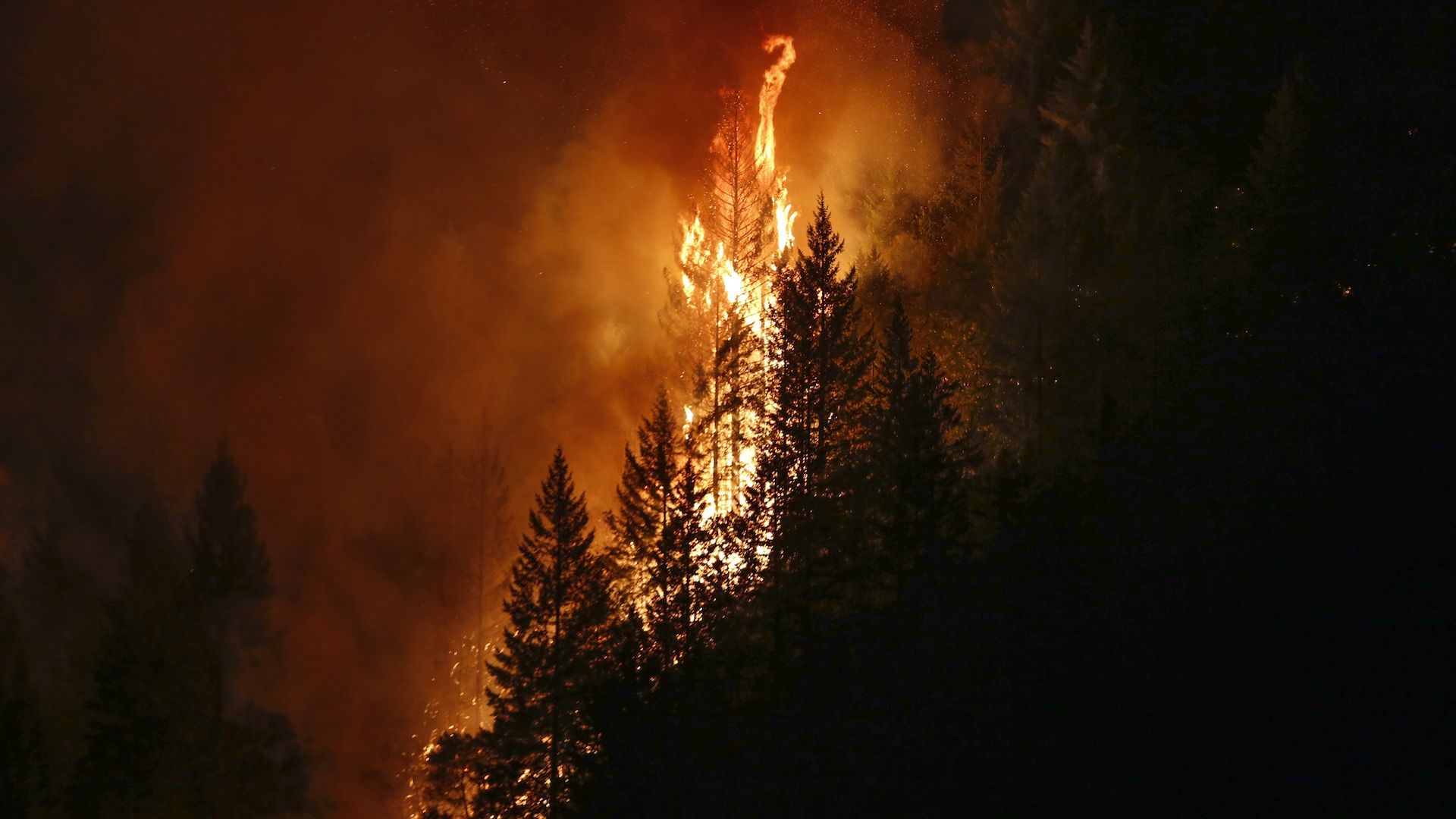 Flames from the Carr Fire near Redding, California lick the sky off the top of trees.