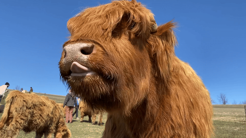 A Scottish highland cow