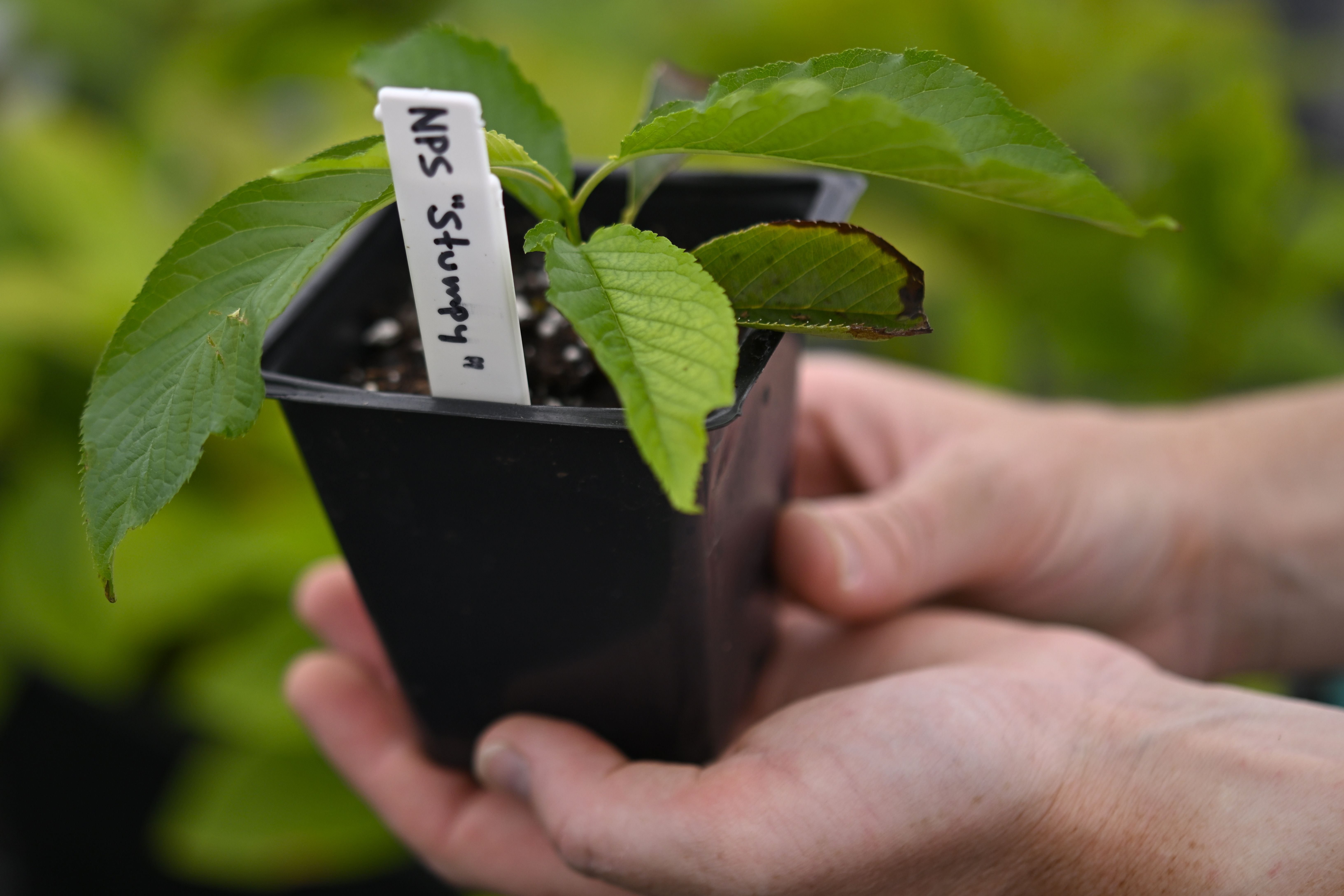Horticulturist Piper Zetel of the National Arboretum holds a planted clipping from "Stumpy." AP Photo/John McDonnell
