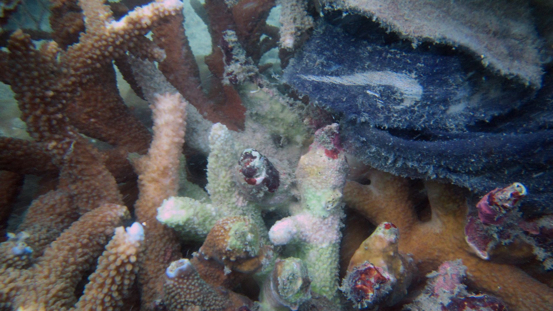 Photo of coral off coast of Indonesia with pollution, including a piece of something with a Nike emblem, causing white syndrome coral disease