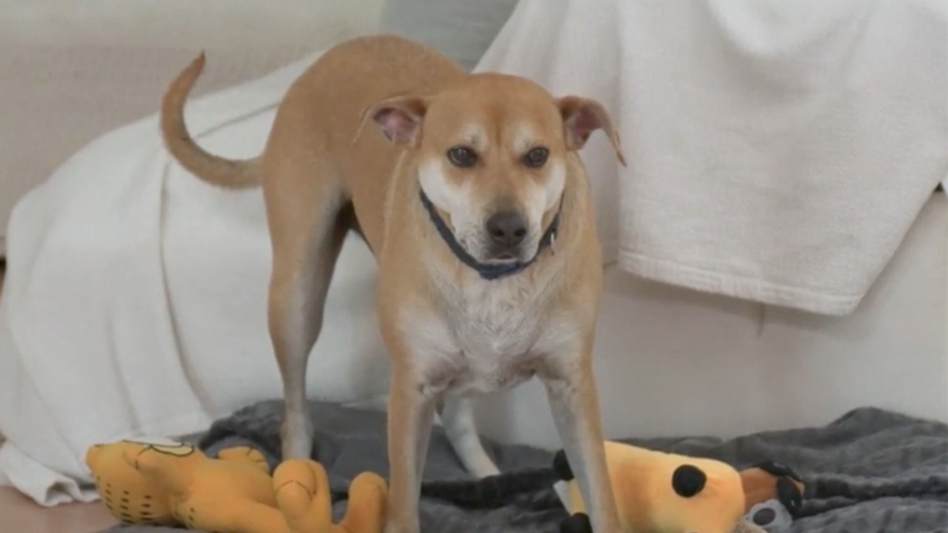 A tan dog with a dark collar stands faces the camera. 