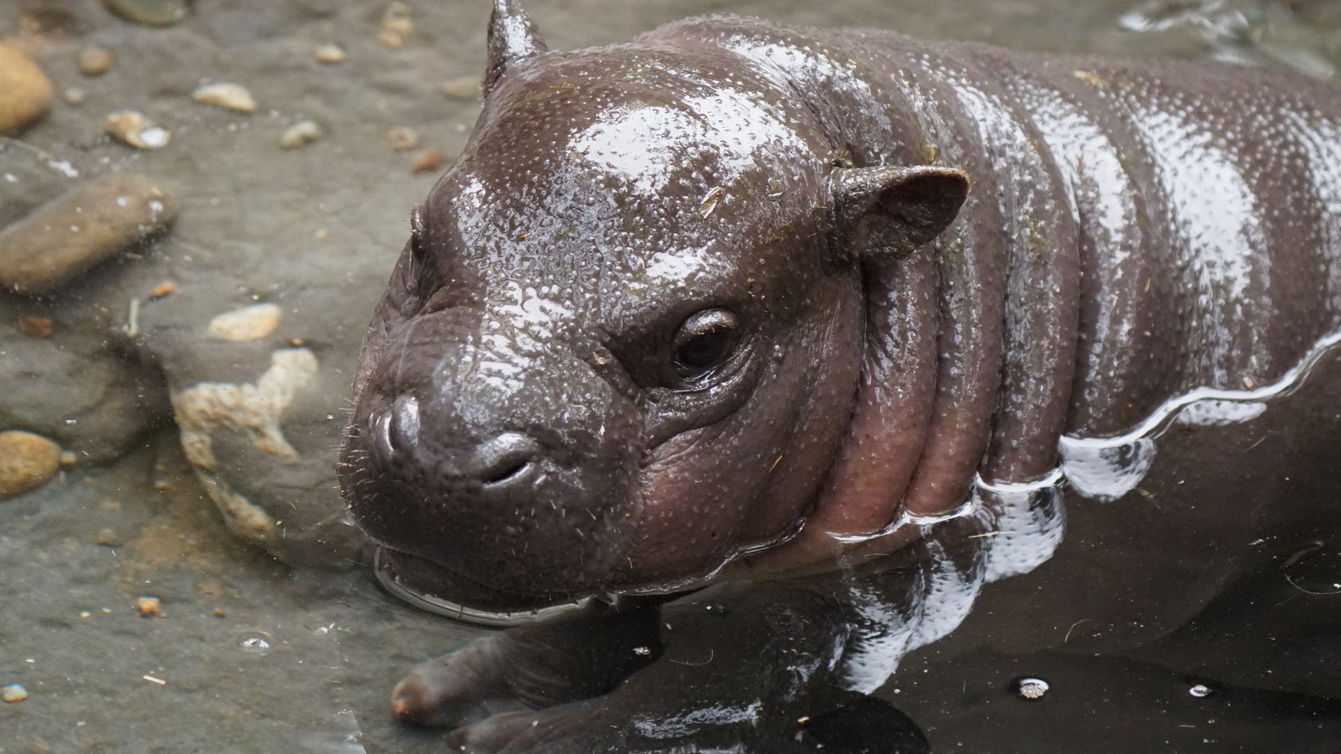 A baby hippo