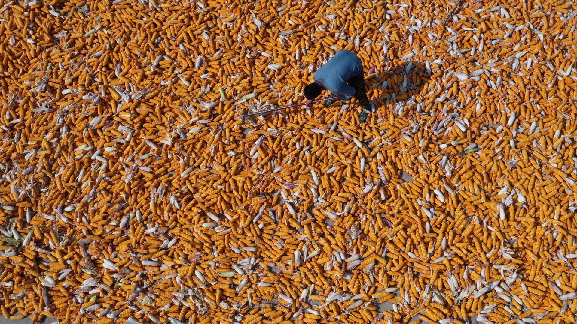 A farmer dries corn in a field in China. Photo: Yu Liangyi/VCG via Getty Images