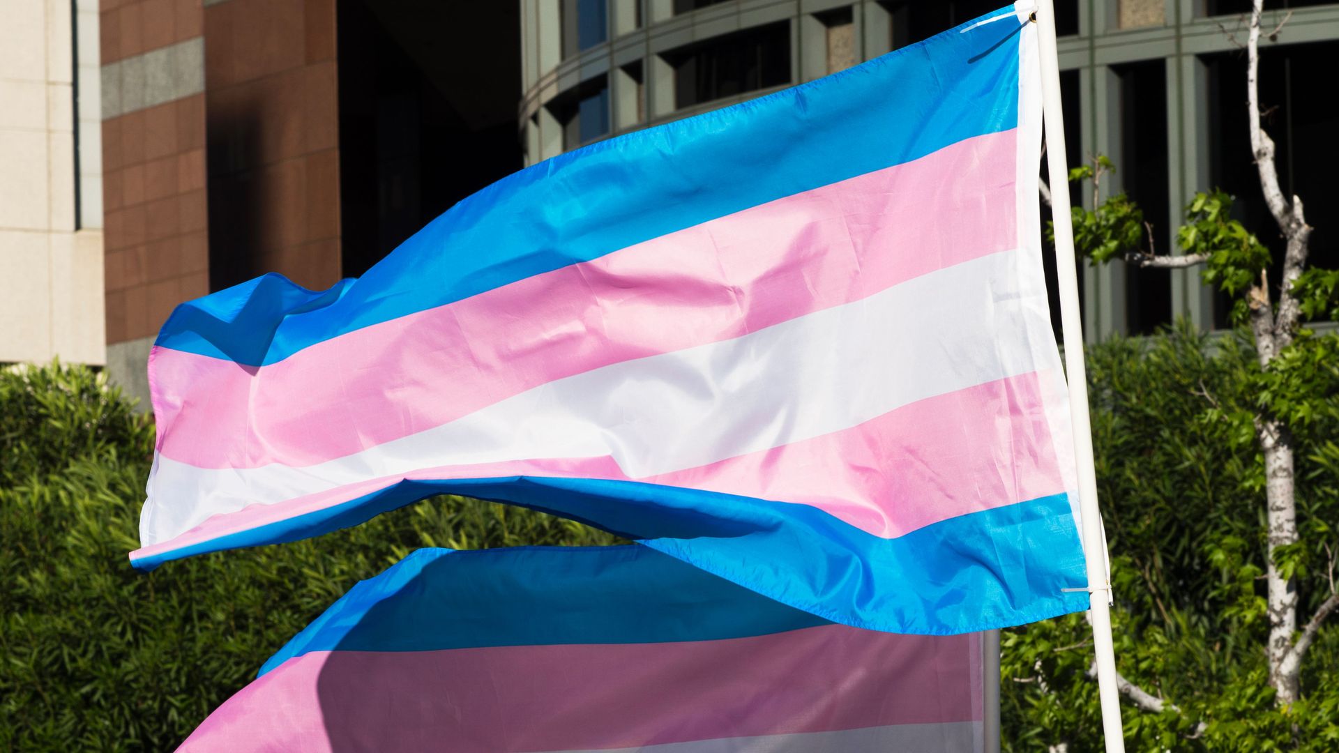 Photo of two trans flags flying in the wind
