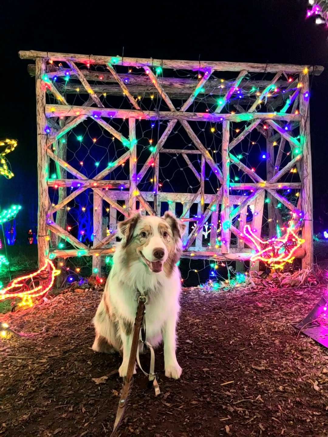 Kirby the dog poses in front of a holiday light display.