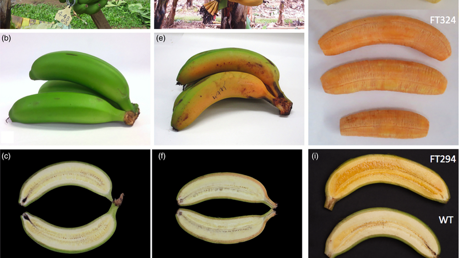 bananas before gmo