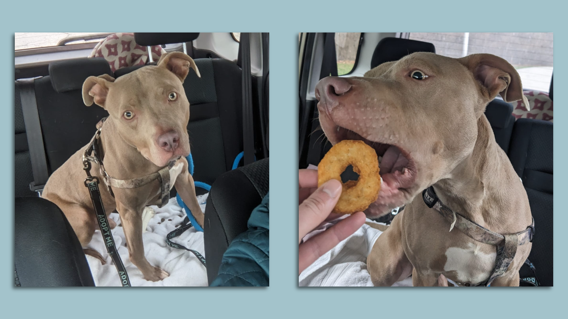 Side by side photos of a gray dog. 