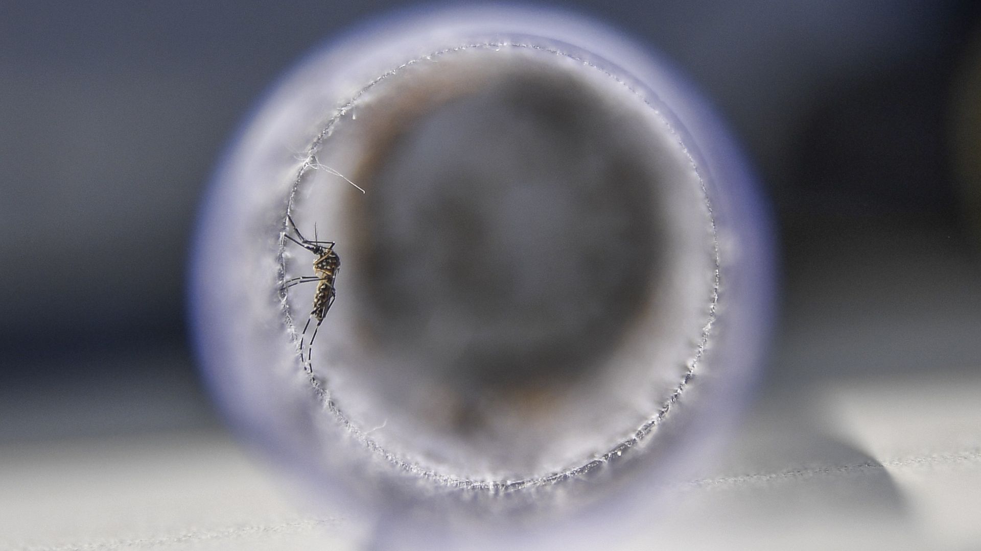 An Aedes aegypti mosquitoe. 