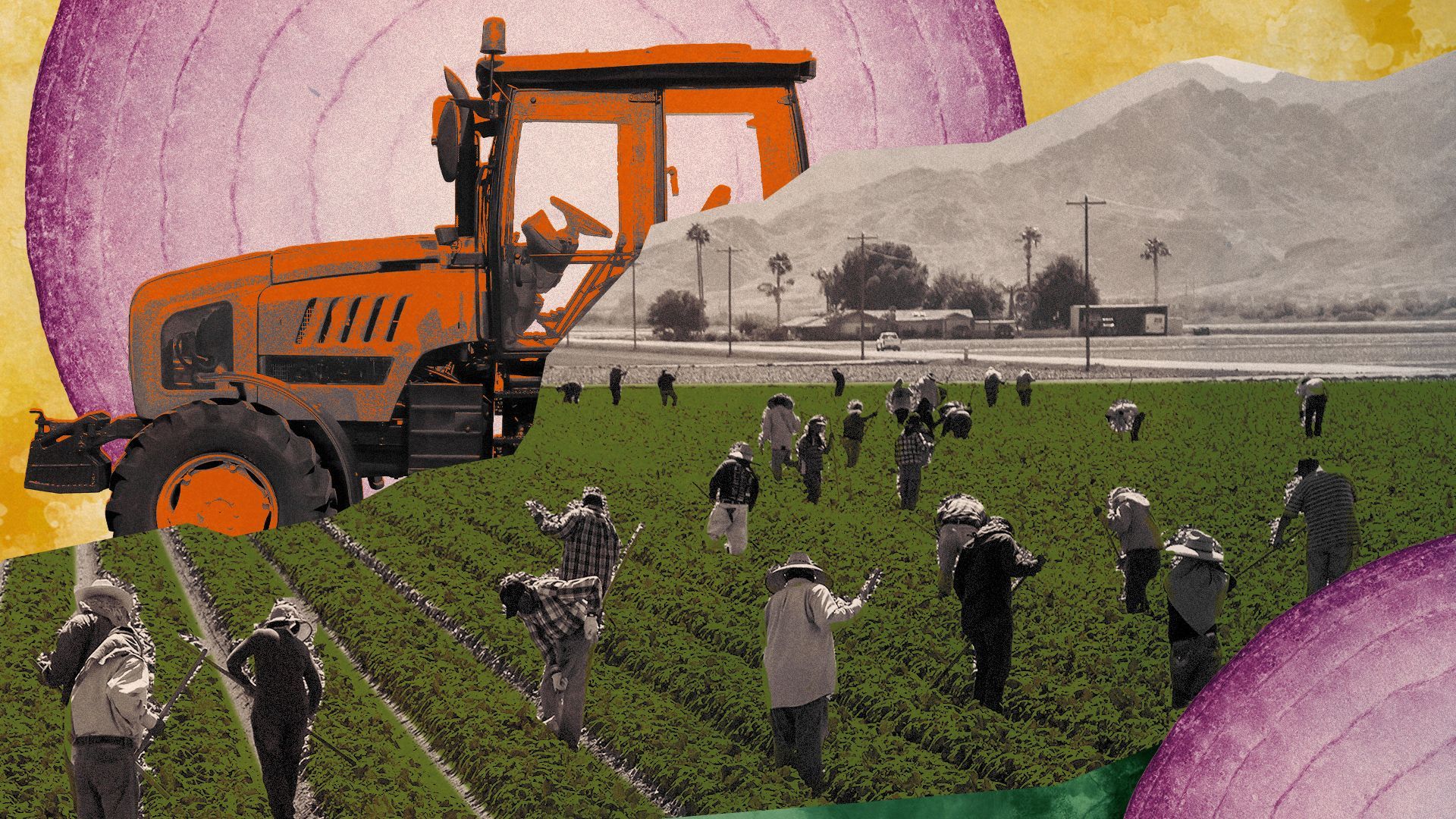 Photo illustration of people working in a field with a tractor and images of onions. 