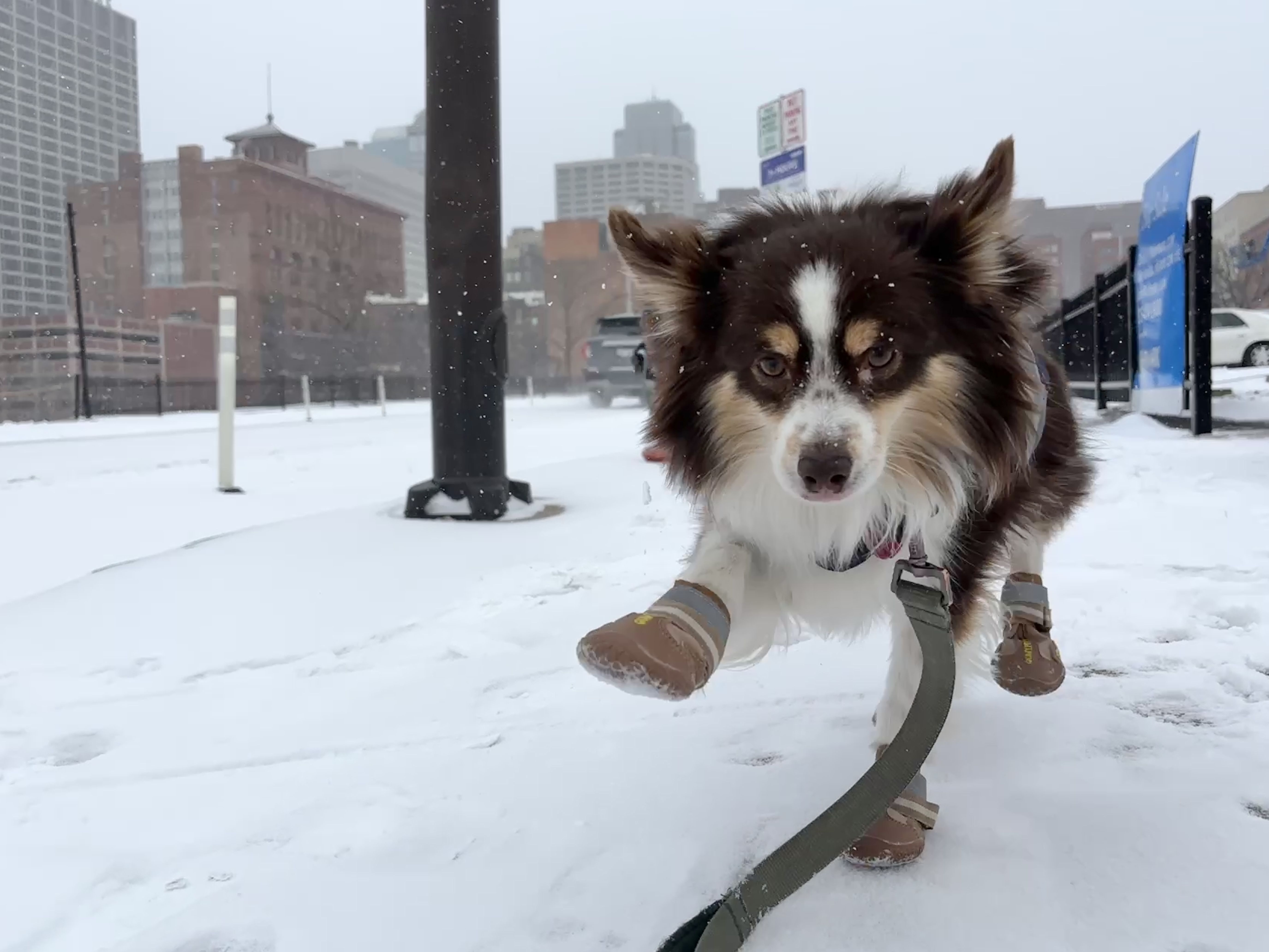 Small brown and white dog wearing tan boots on snow-covered urban sidewalk, with buildings and a lamppost in the background, light snow falling.
