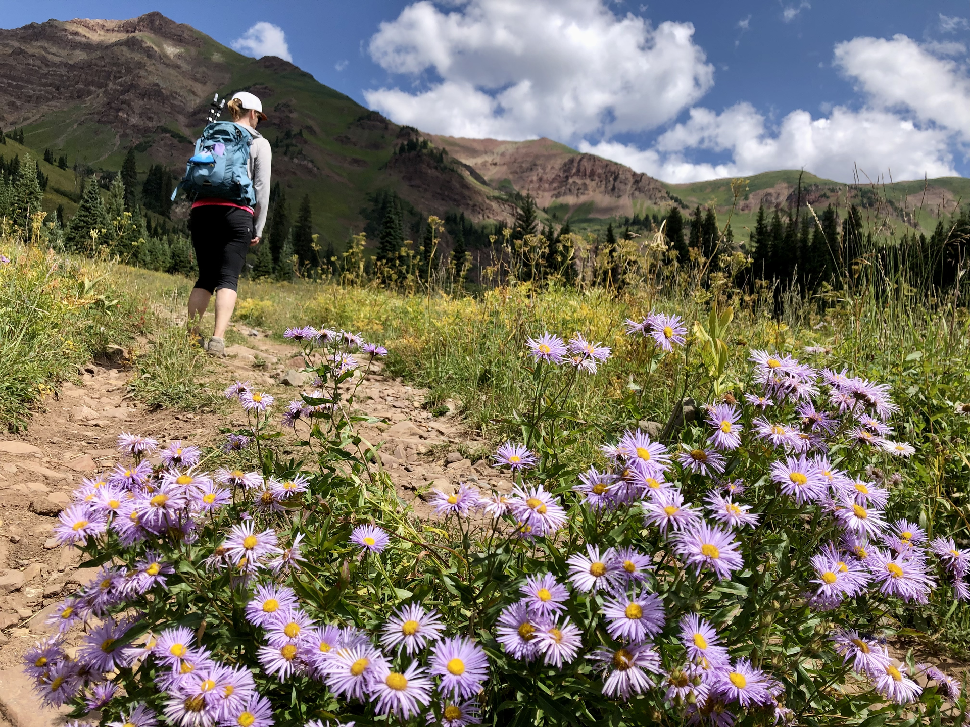 Find Colorado wildflowers at their peak - UCHealth Today