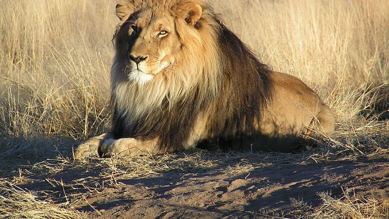 Common animal. Всеядные животные Африки. Spotted Lion. Hayvonlar venn diogrammasi.