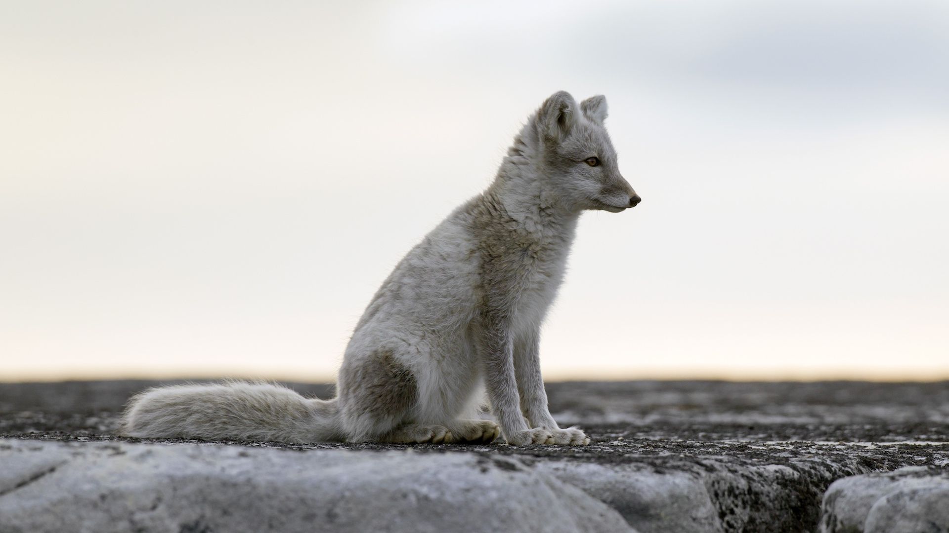 An Arctic fox seen in Svalbard, Norway