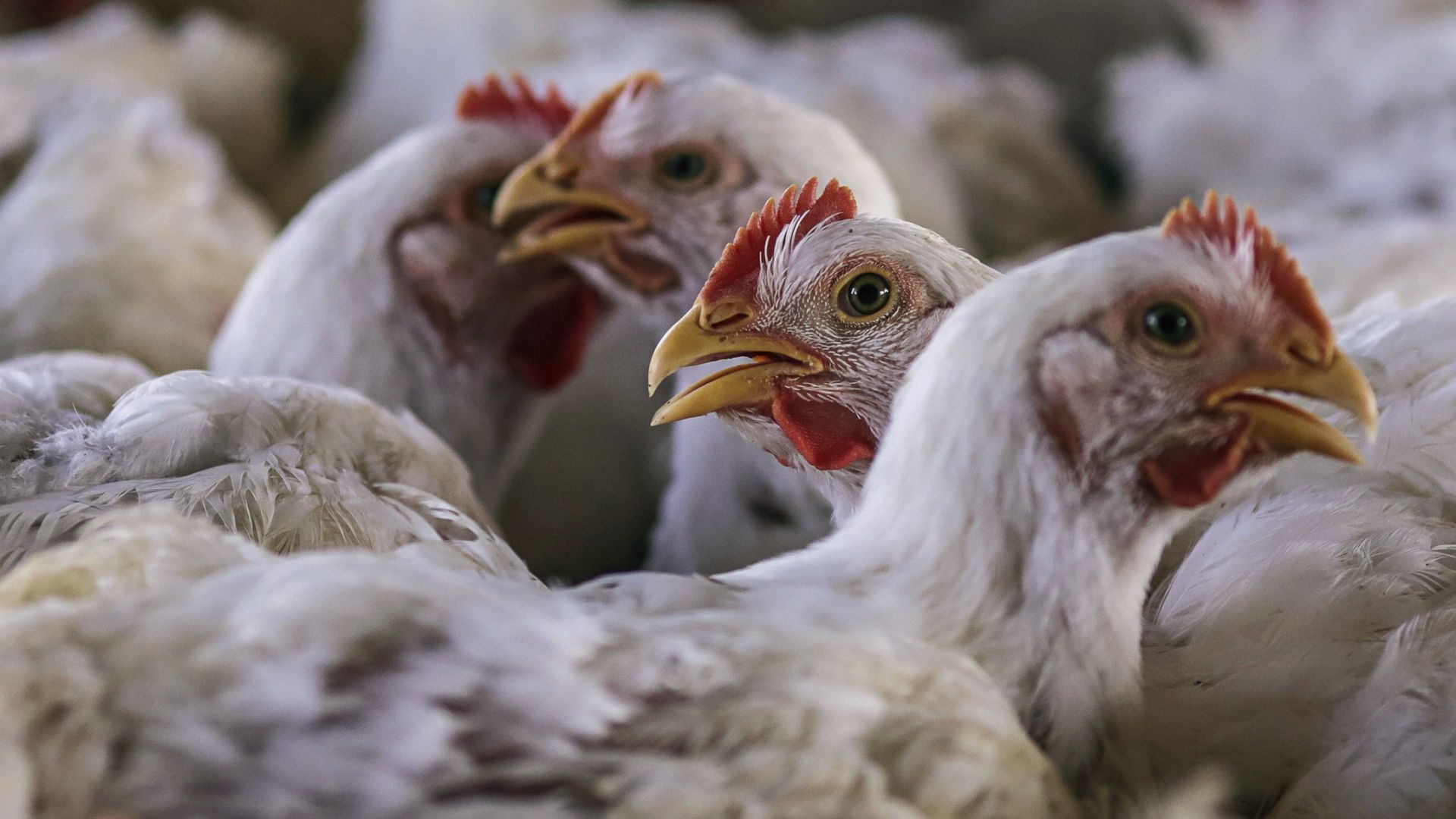 Broiler chickens feed at a poultry farm in Ranga Reddy district, Telangana, India, on Saturday, Nov. 7 2015. 