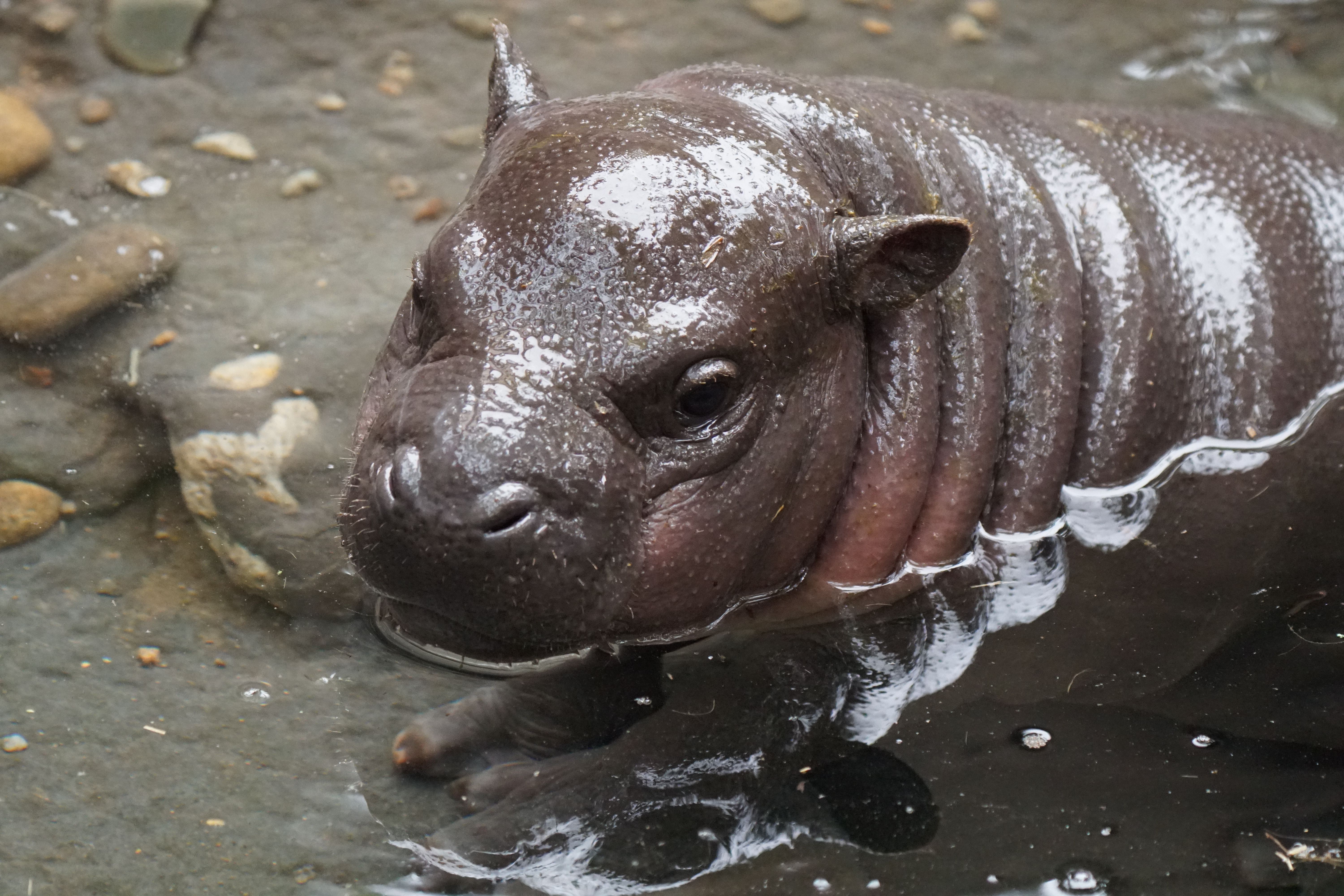 Ptolemy when he was a baby