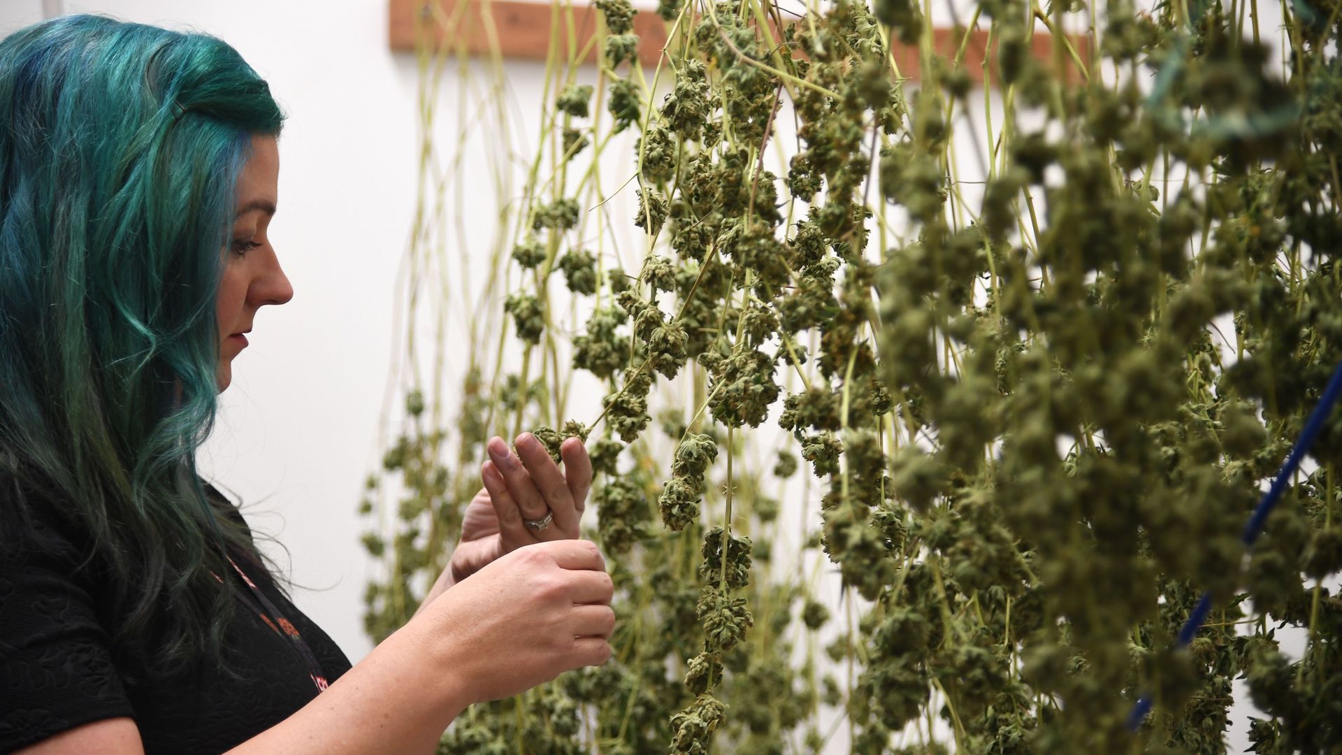 Green Pearl Organics dispensary owner Nicole Salisbury inspects drying marijuana. 