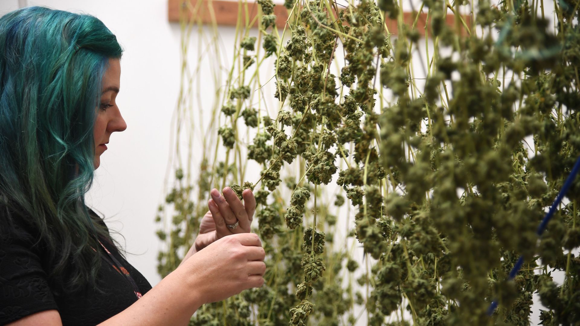 Green Pearl Organics dispensary owner Nicole Salisbury inspects drying marijuana.