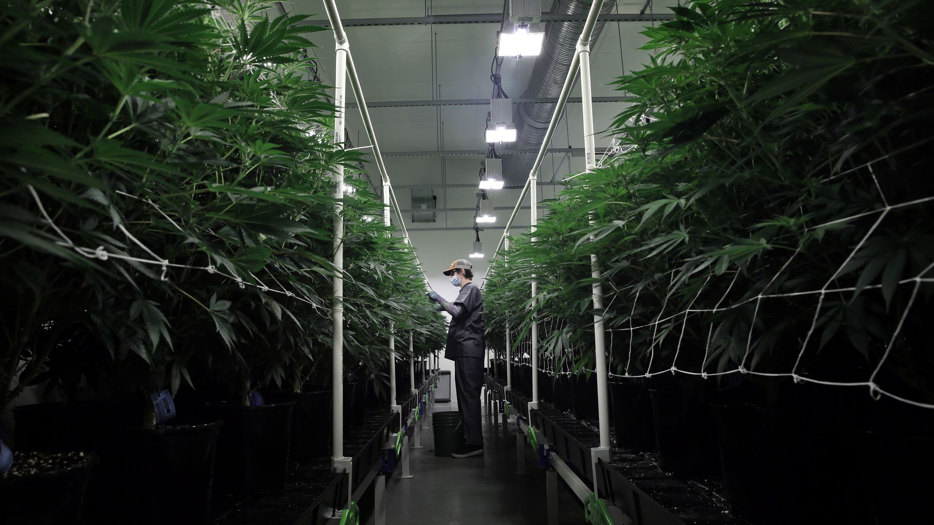 A cultivator works in a grow room at Canna Provisions in Sheffield in 2021.