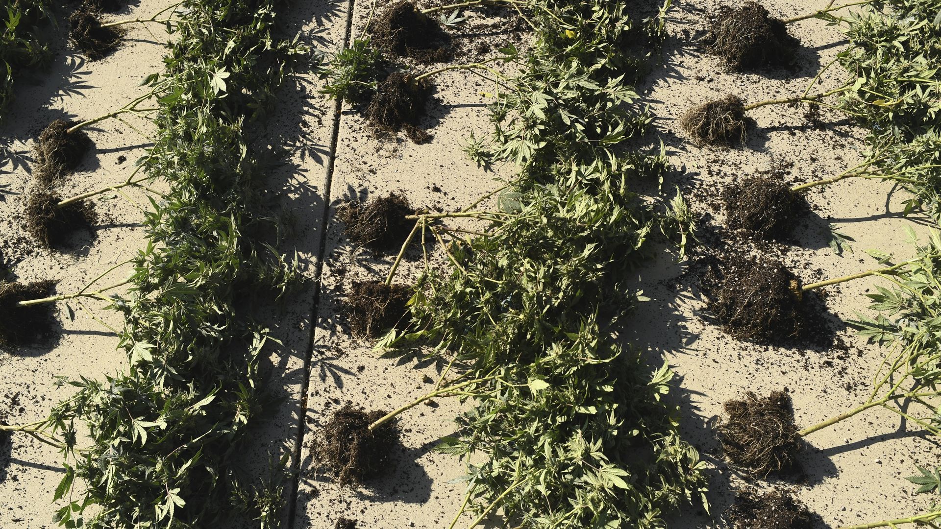 Marijuana plants are lined up in the driveway outside the home.