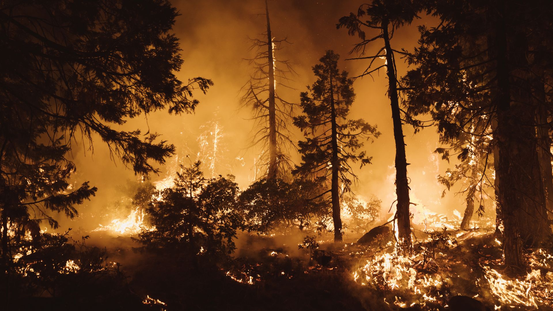 Trees burning during the Mosquito Fire in Foresthill, California, in September 2022.
