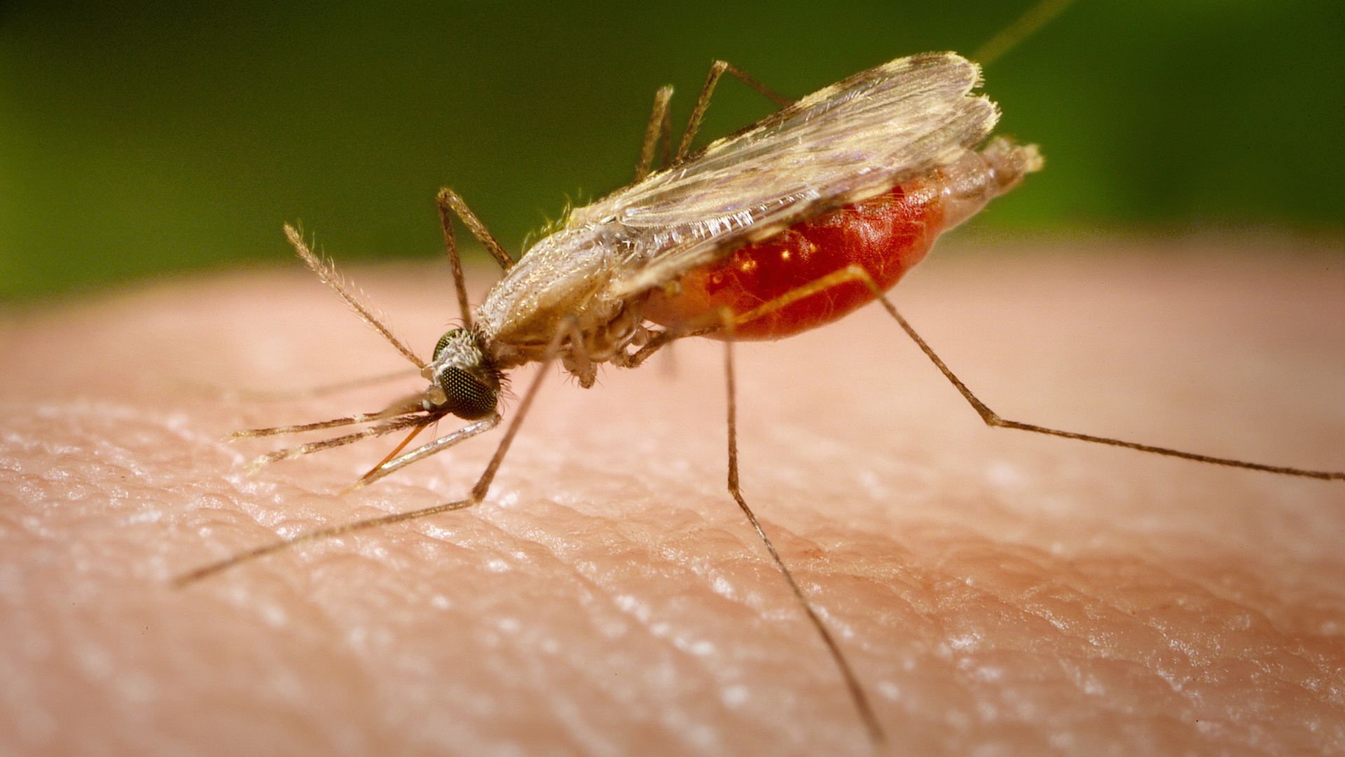 Orient mosquito (Anopheles minimus) engorged with blood, feeding on the human host, 2005. Image courtesy Centers for Disease Control (CDC). 