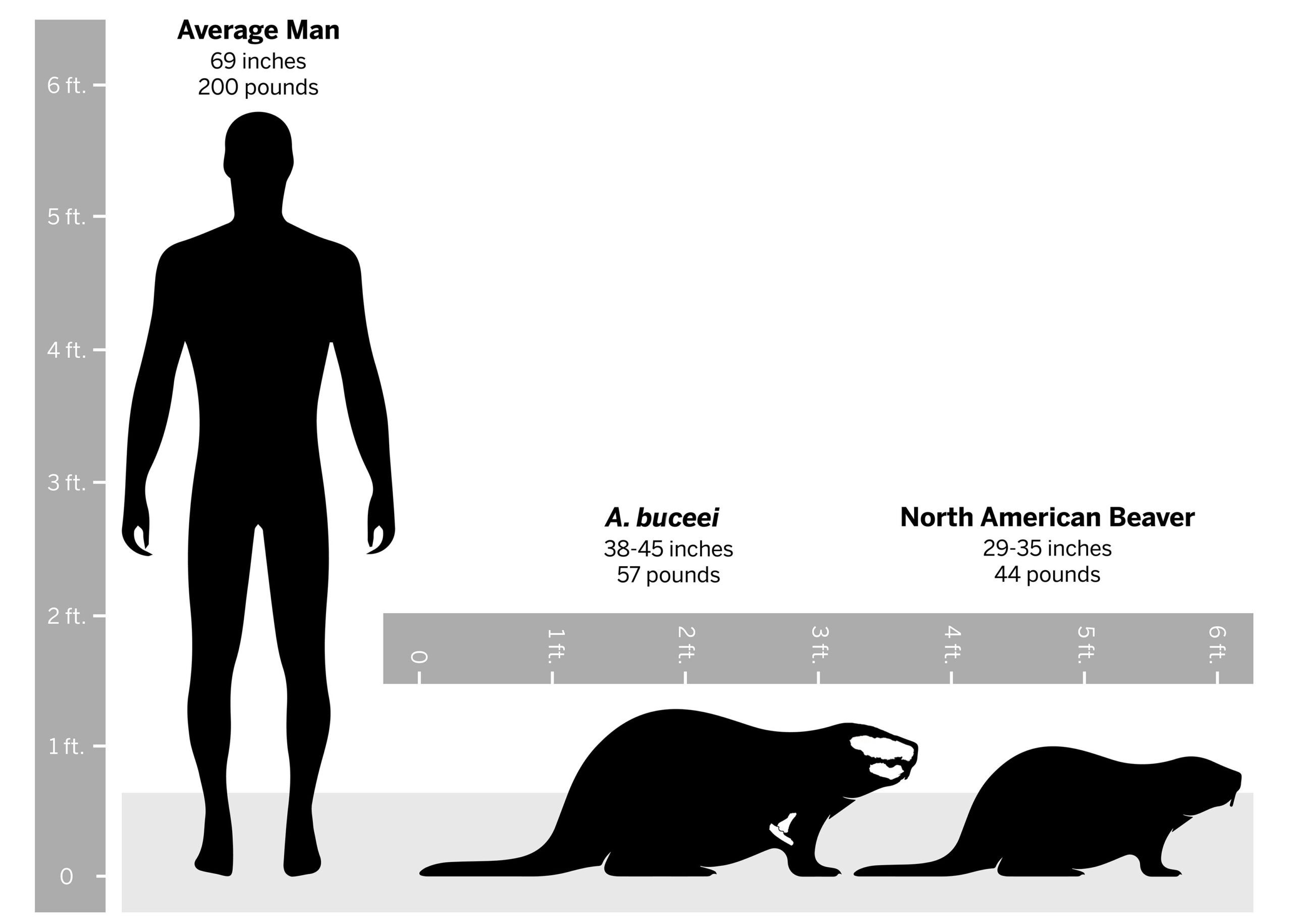 A size scale of humans and two beavers.