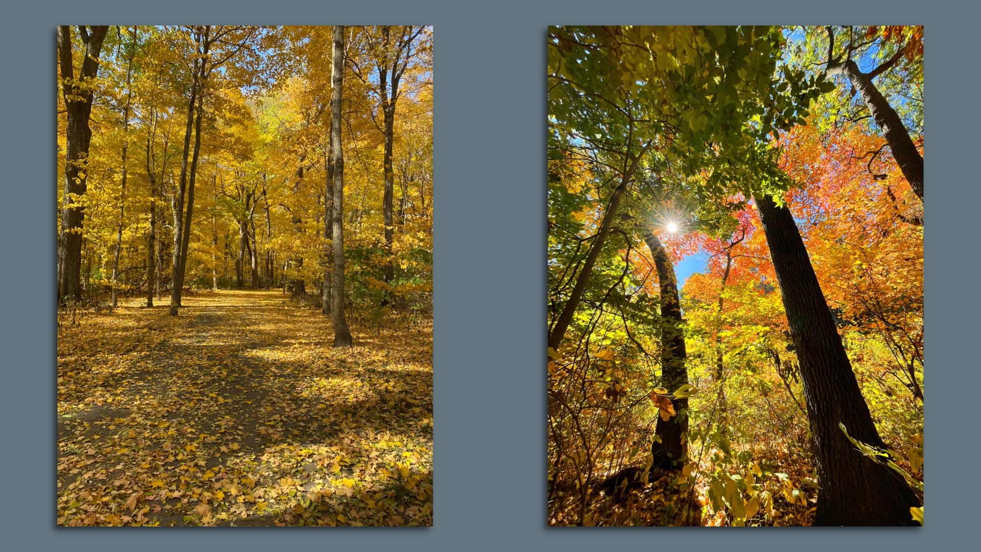 Fall foliage and trees 