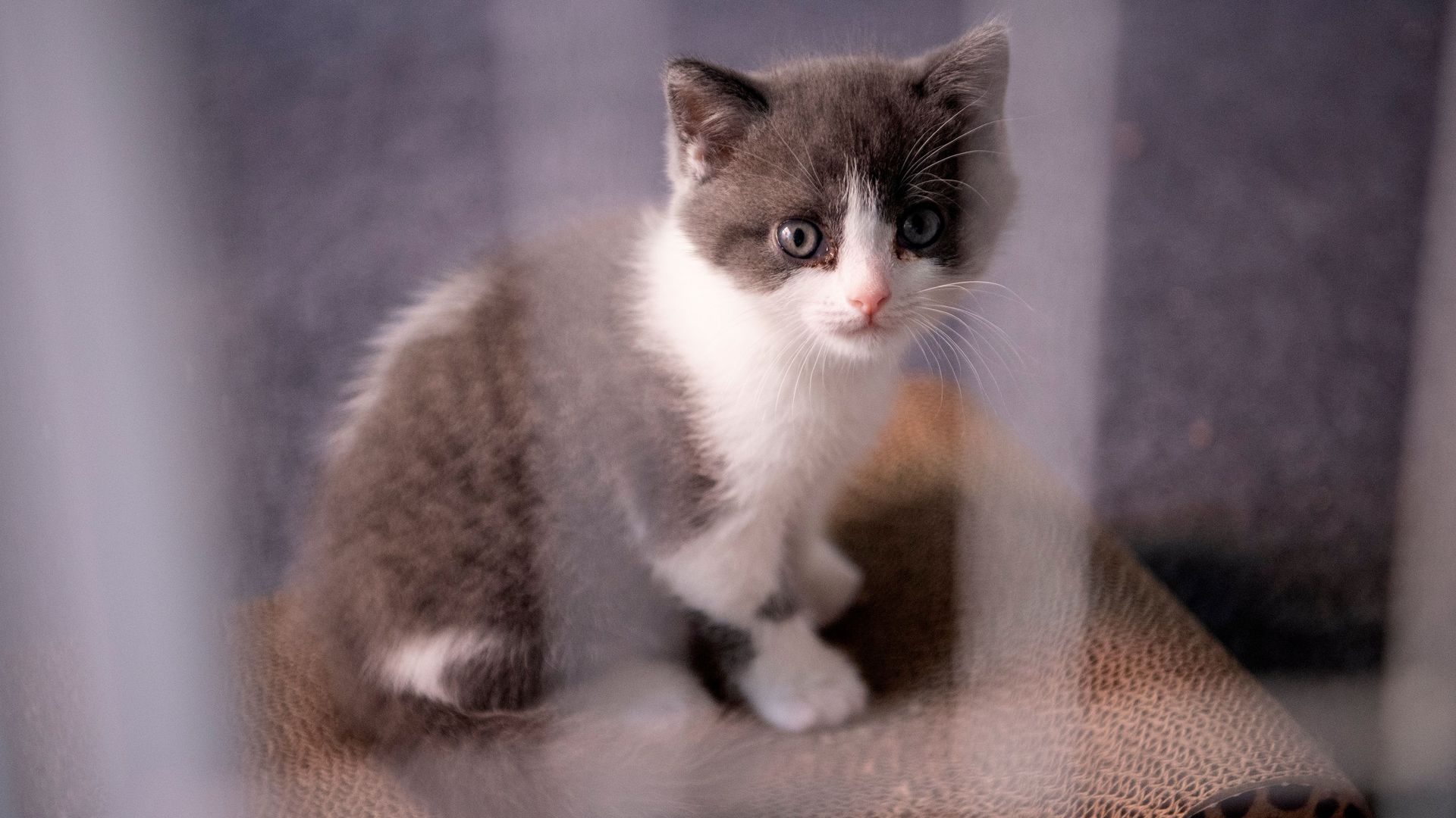 Photo of a kitten taken from outside a cage.