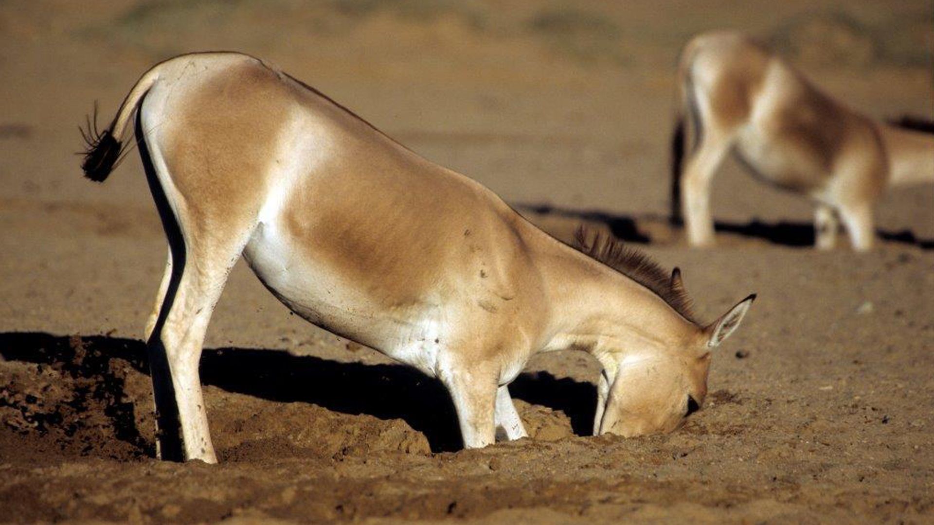 A kulan digging a well
