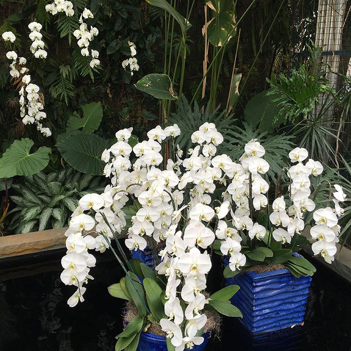 daniel-stowe-orchids