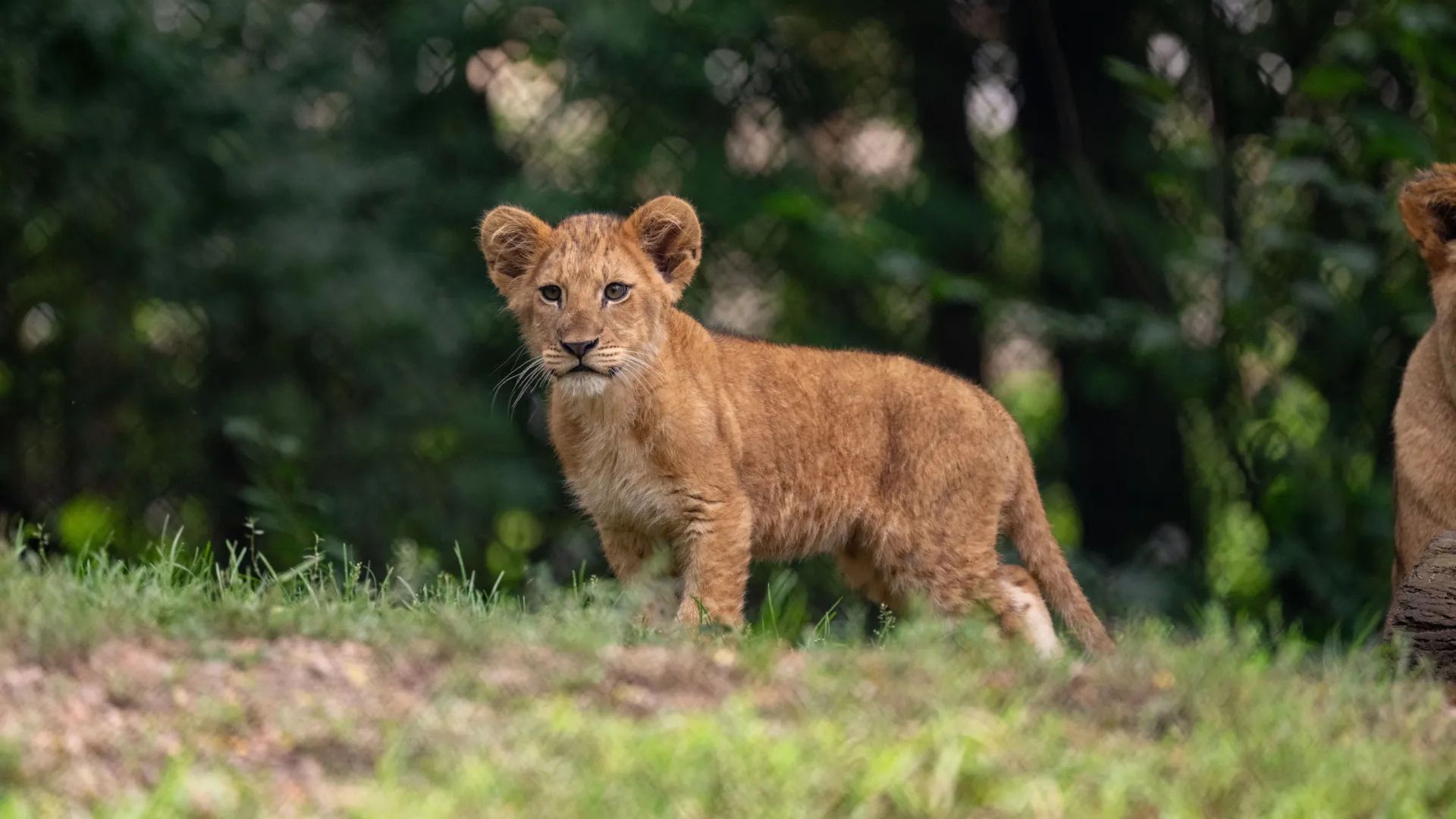 Young lion cub with a tawny coat stands on grass, facing the camera; a dense green forest blur in the background and part of another cub visible on the right.