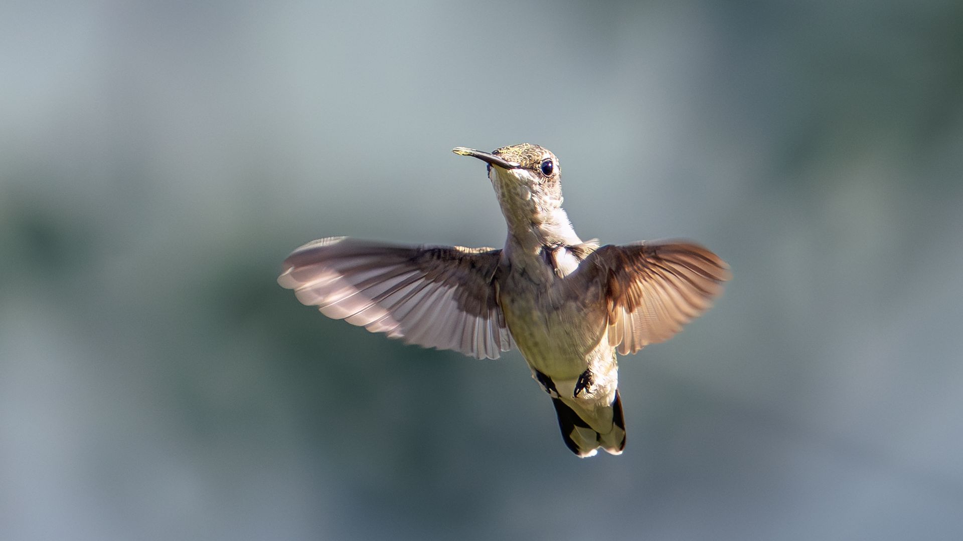 A ruby-throated hummingbird flapping mid-flight. 