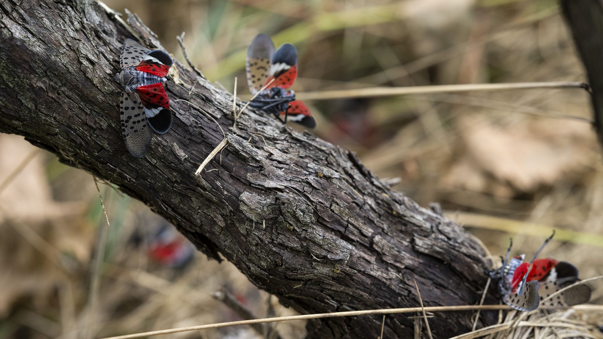 Spotted lanternflies open their wings and crawl along a branch
