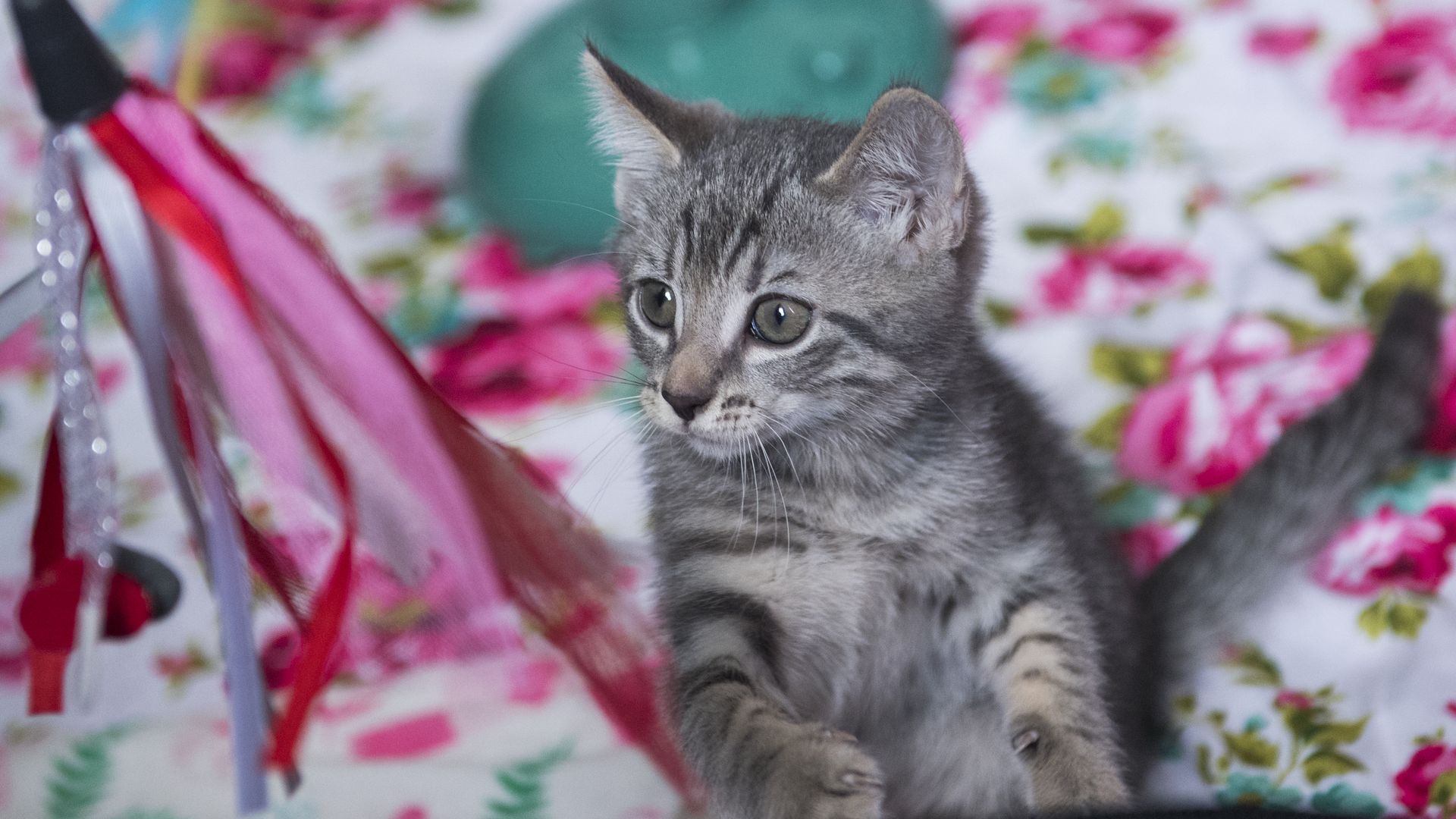 A Kitten