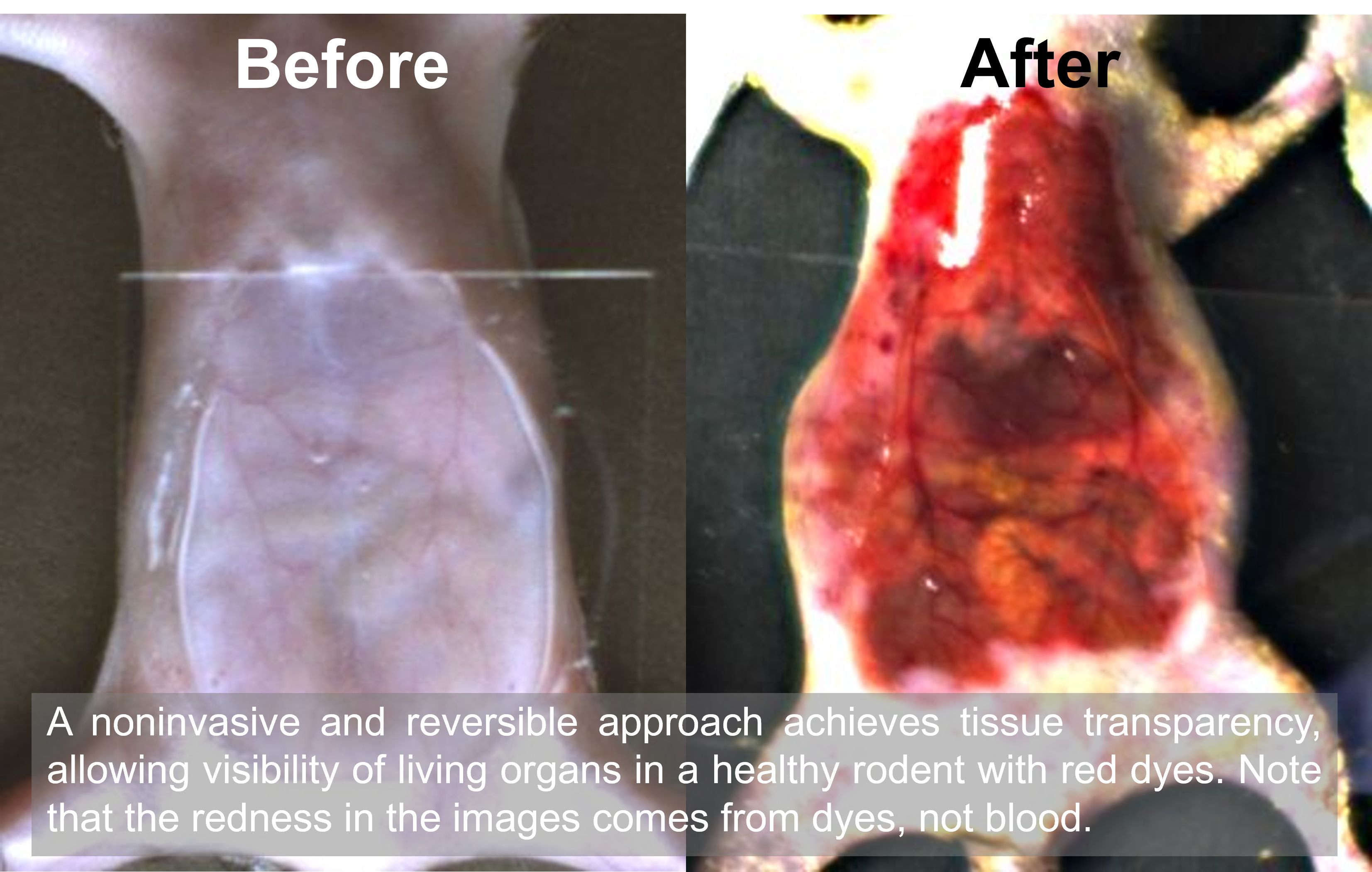 Images of mouse abdomen before and after dye was applied