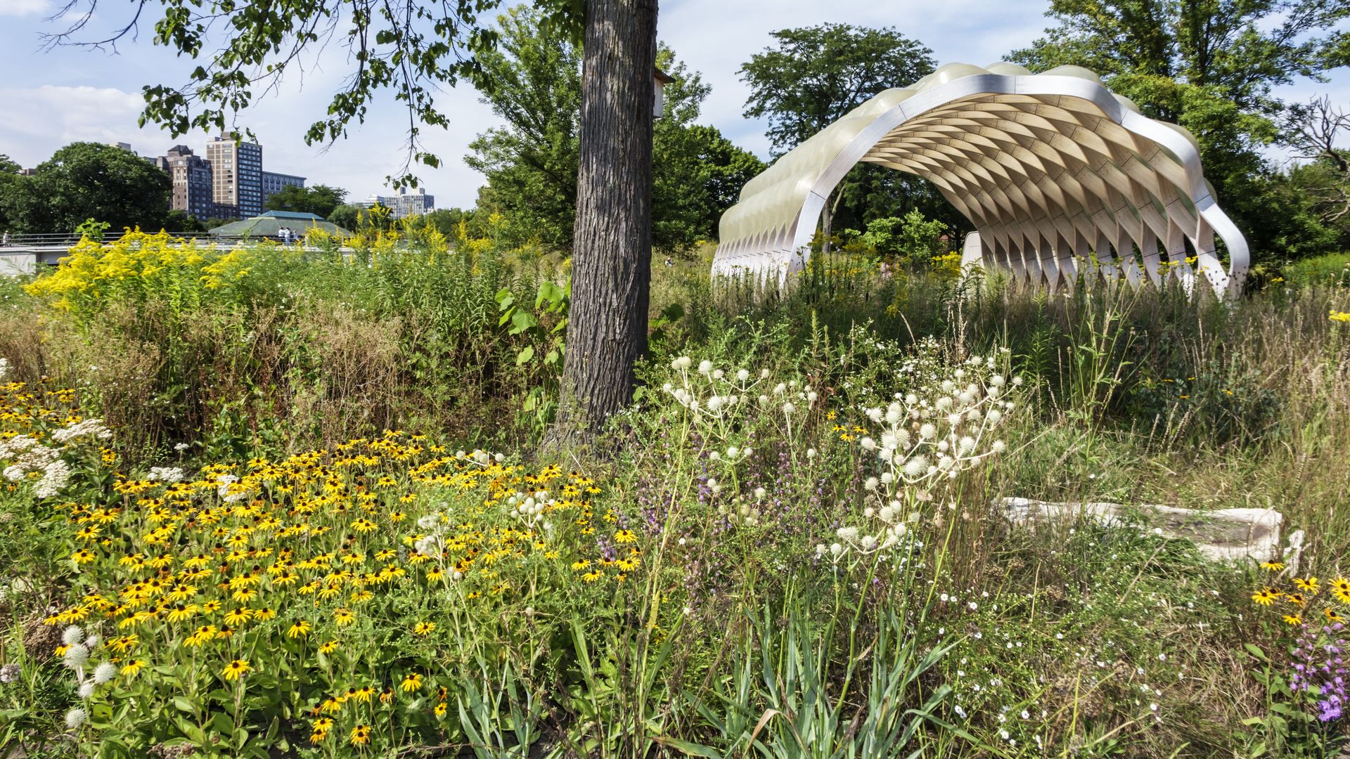 Wildflowers surround the covered, geometrical People's Gas Education Pavilion in Chicago's Lincoln Park.