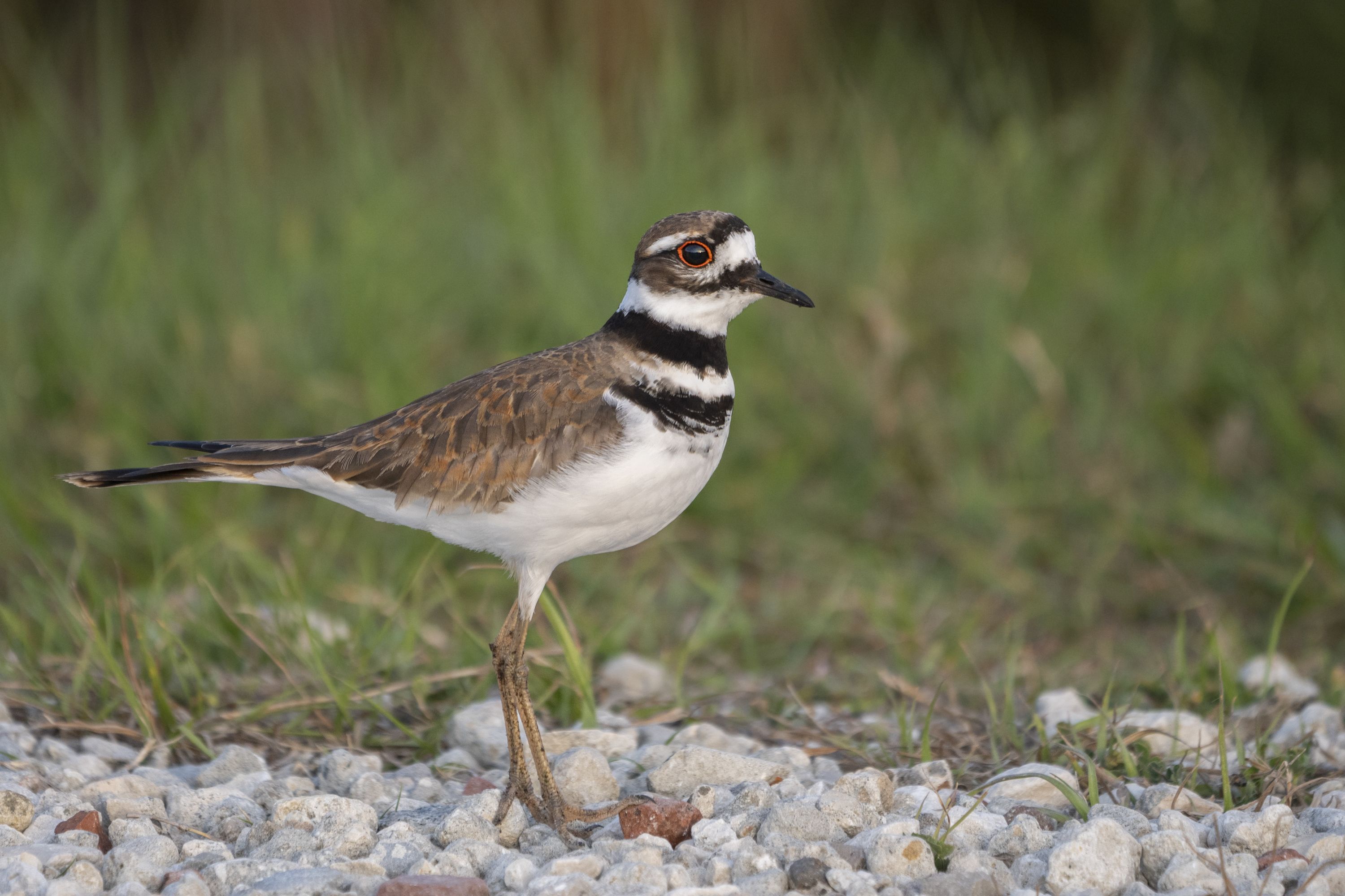A bird with brown wings and white underparts stands on rocky gravel; it has two black chest bands, a white throat, and a red-orange eye ring, with a blurred green background.