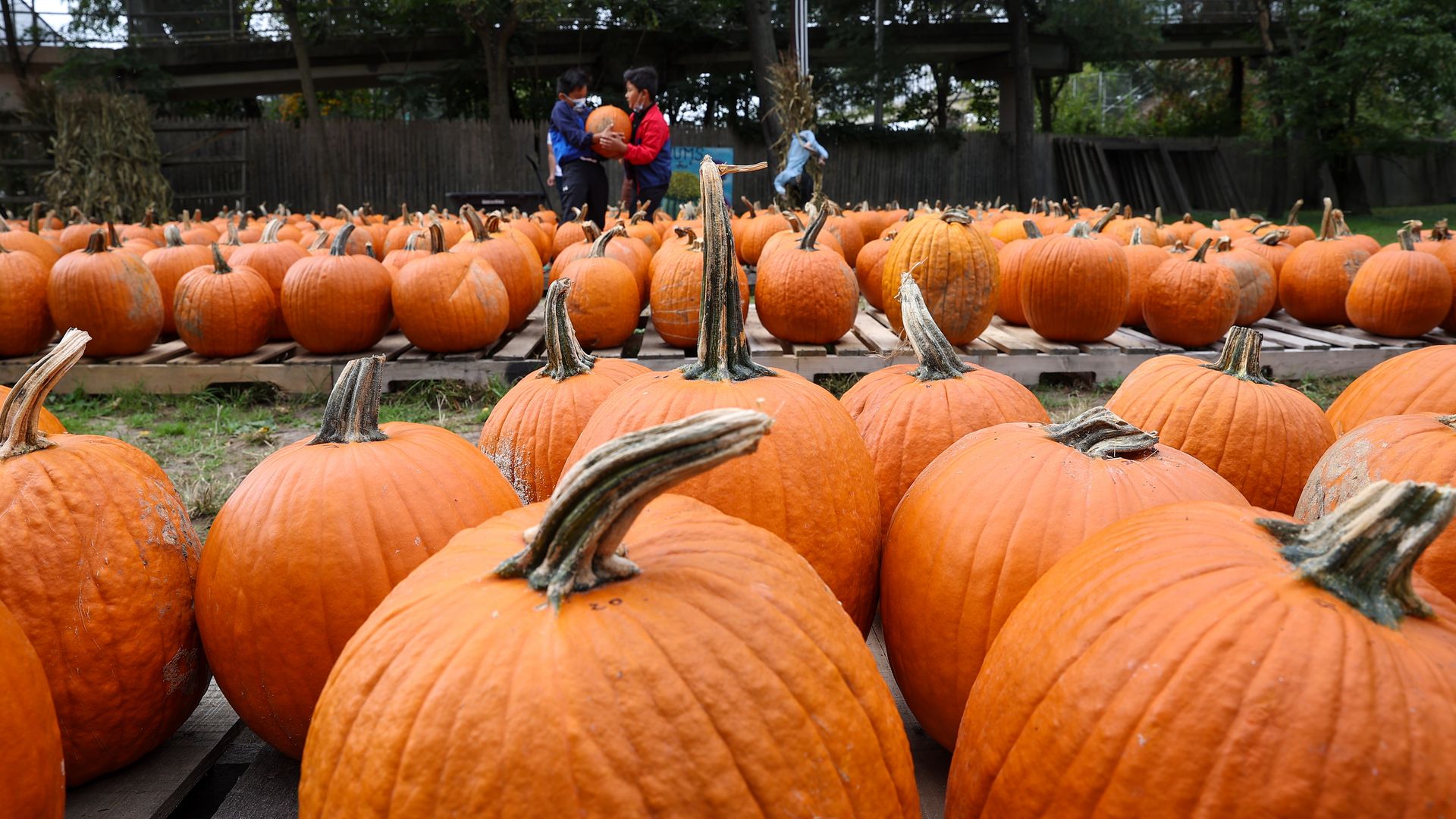 Two children pick out a pumpkin in a patch.