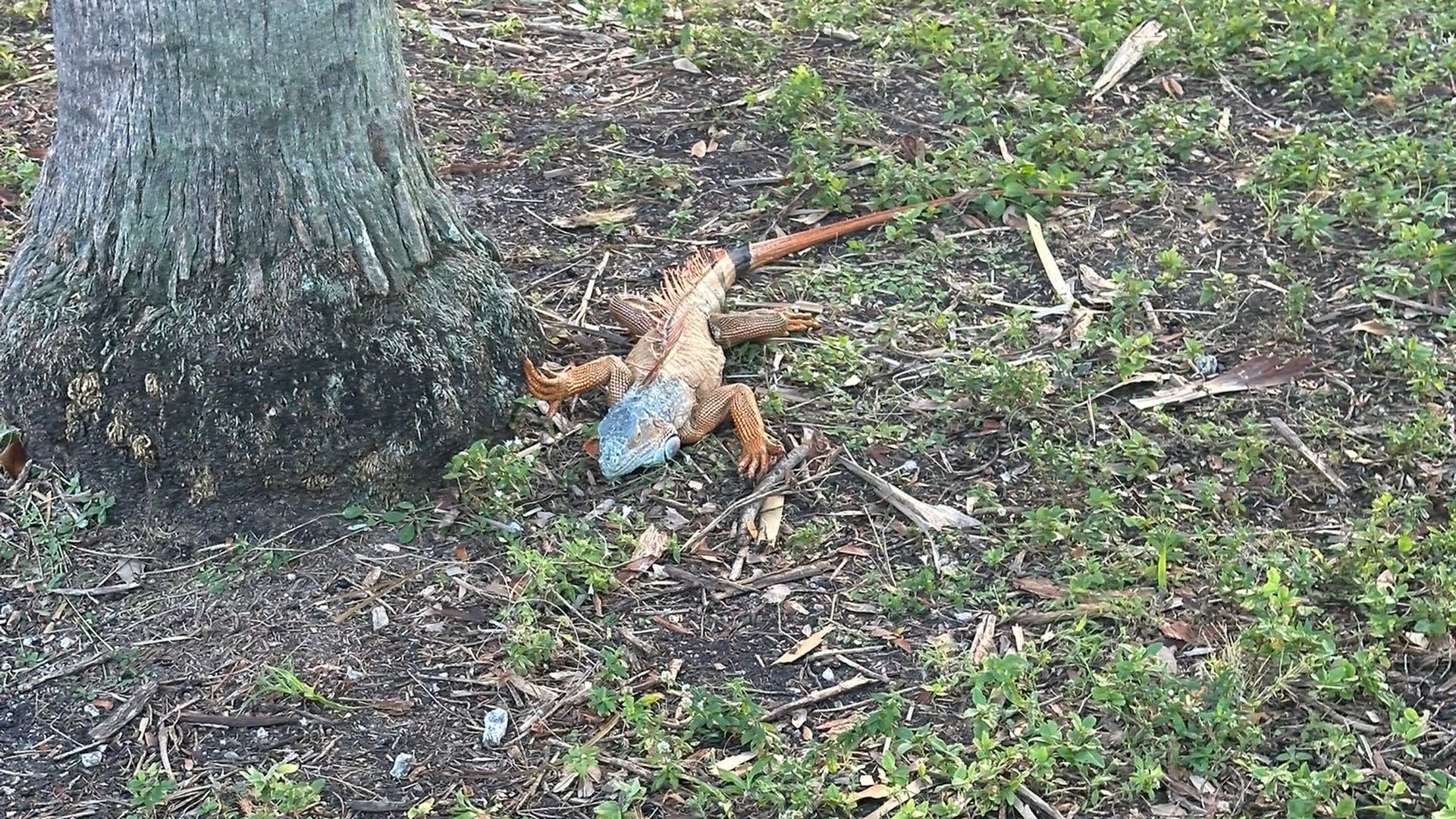 A cold-stunned iguana