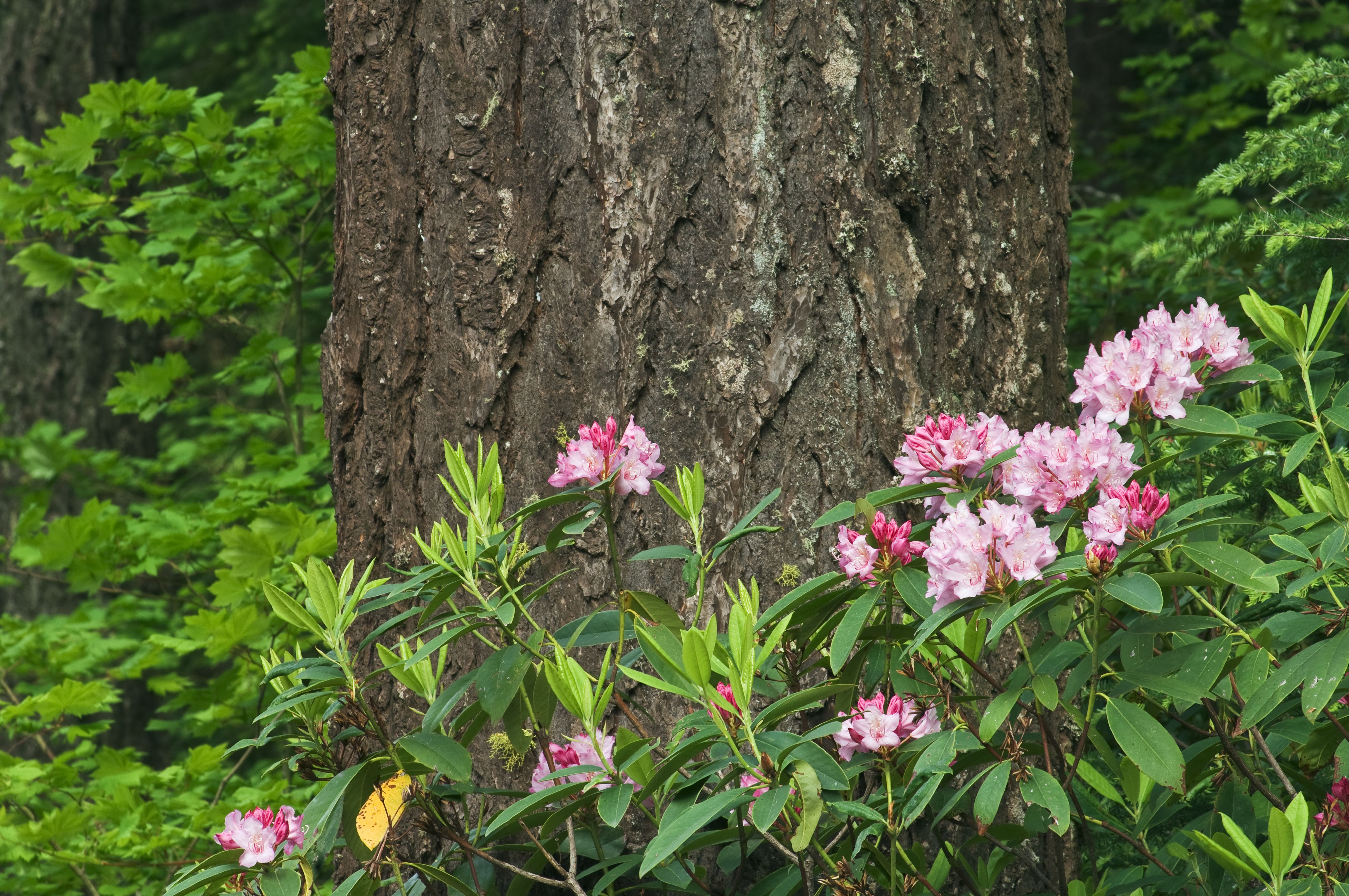 The trunk of a Douglas Fir tree sits beside a shrub of rosy pink rhododendrons. 